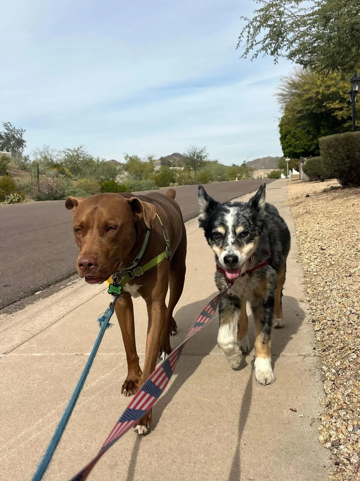 Another beautiful day in Phoenix 🌵
.
.
.
.
.
.
.
.
.
.
.
.
.
#phoenix #dogwalking #petsitter #desertlife #piestewapeak