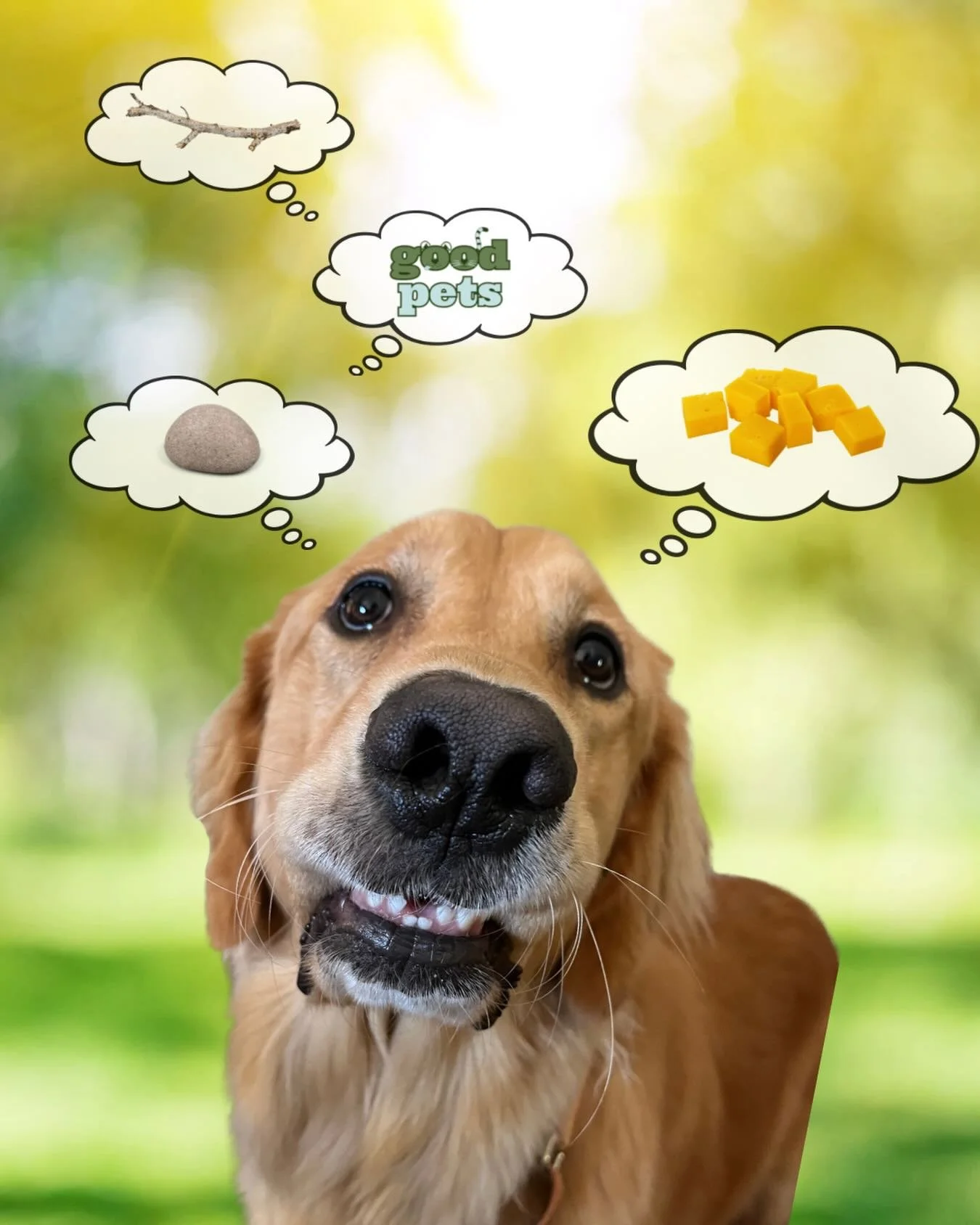 Lots to think about&hellip;😉

Good Pets is here to give you and your pets peace of mind - so you can focus on the good stuff, like cheese.

.
.
.
.
.
.
.
.
.
#petsitter #phoenix #dogsofinstagram #doglove #phoenixaz