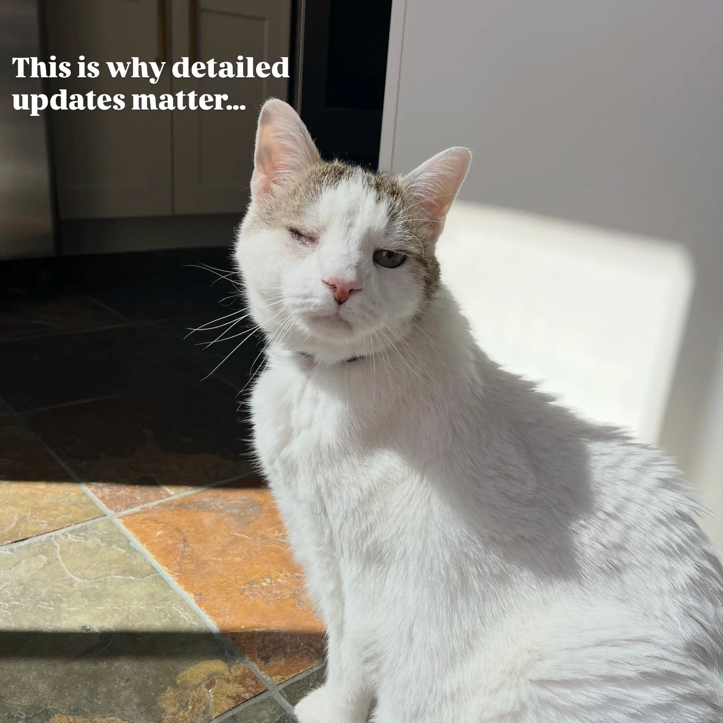 Meet Teddy 🐾

Teddy has megacolon &mdash; a serious condition that requires daily meds, a special diet, and close monitoring of his potty habits. So you can imagine how nerve-wracking it can feel to leave him while going out of town.

While his mom 