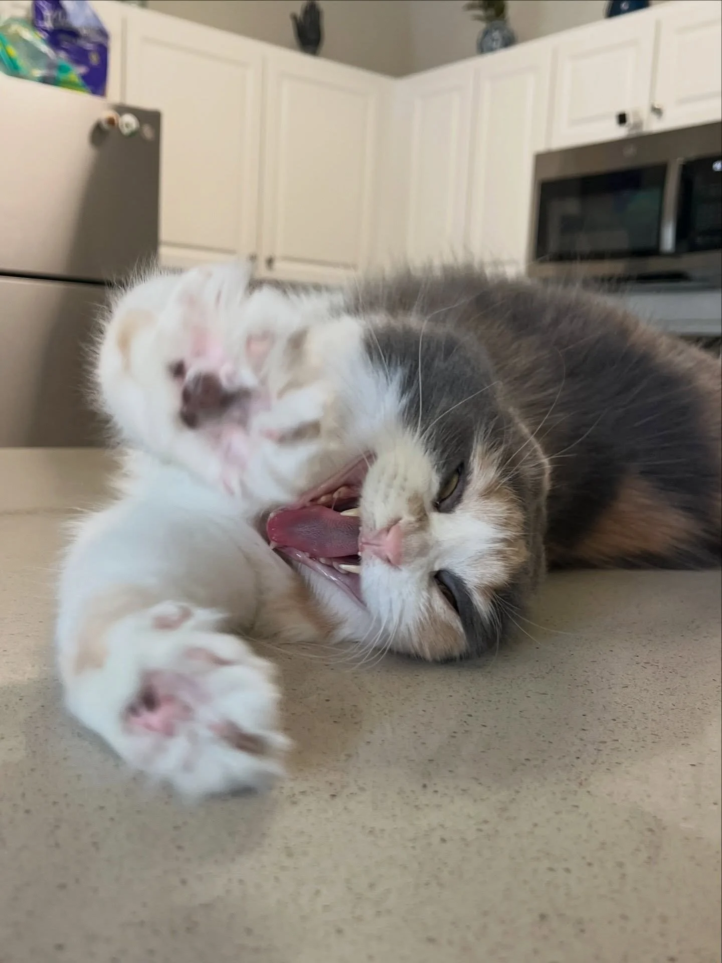 kitty cat hallelujah 

.
#phoenixpetsitter #cat #phoenixlife #catsitterlife #justinbieberhallelujah