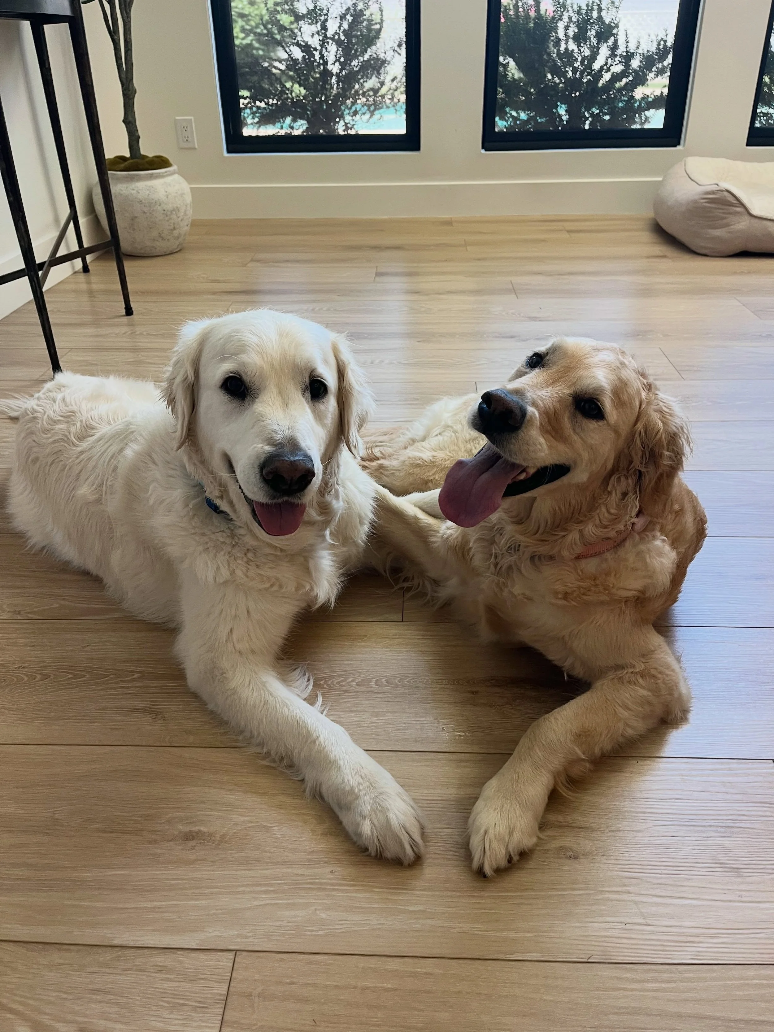 Swipe for chaos. Then check out these two cuties on our website, goodpetsaz.com, and let us know if we can facilitate some midday shenanigans for your pups. We&rsquo;d be delighted🙂&zwj;↕️

.
.

.
.

.
#petfriendly #uptownphx #petsitter #petcarebusi