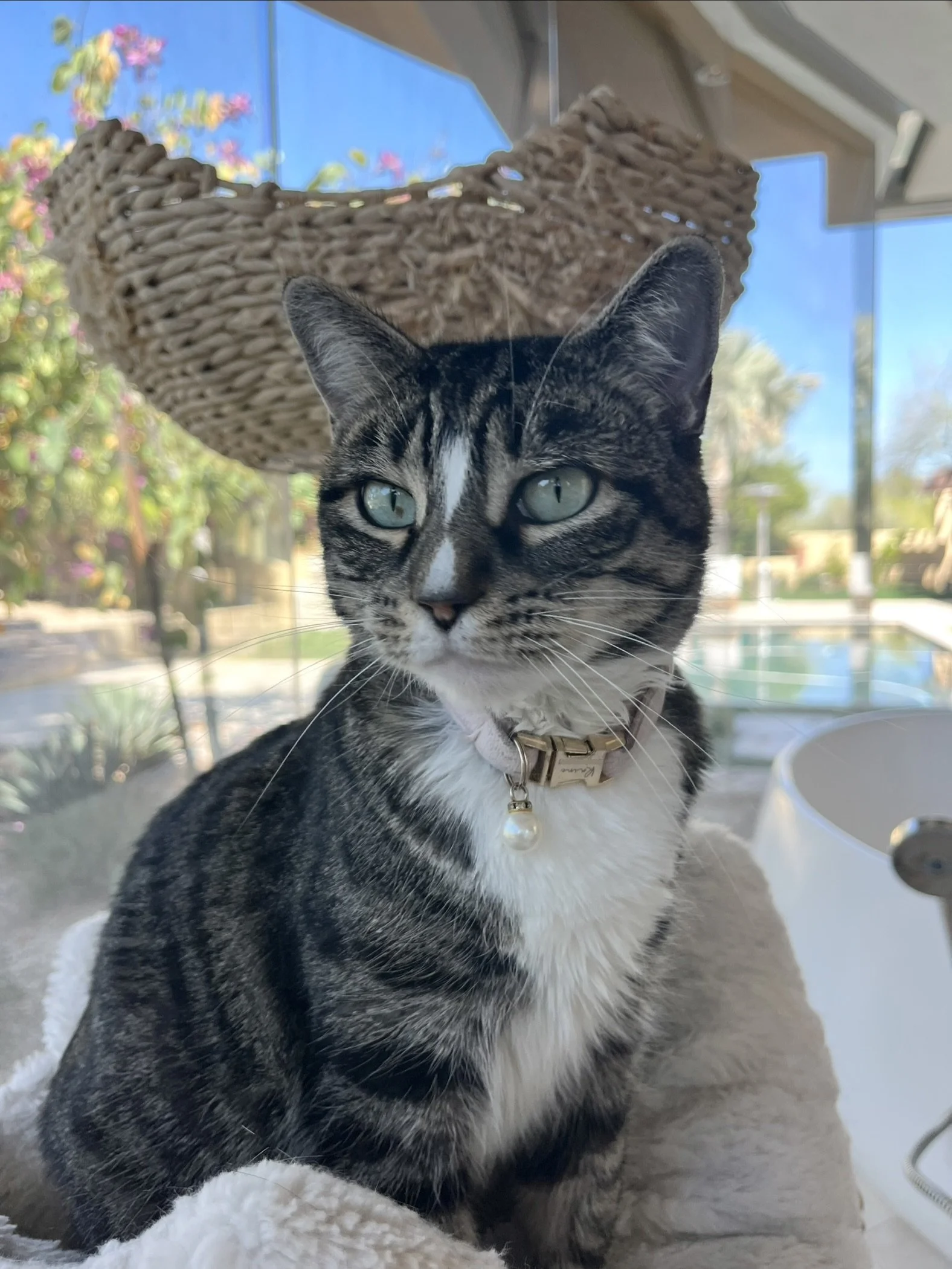 Grey and white short haired cat sitting in a woven basket cat tree and gazing at the camera in front of a large window.