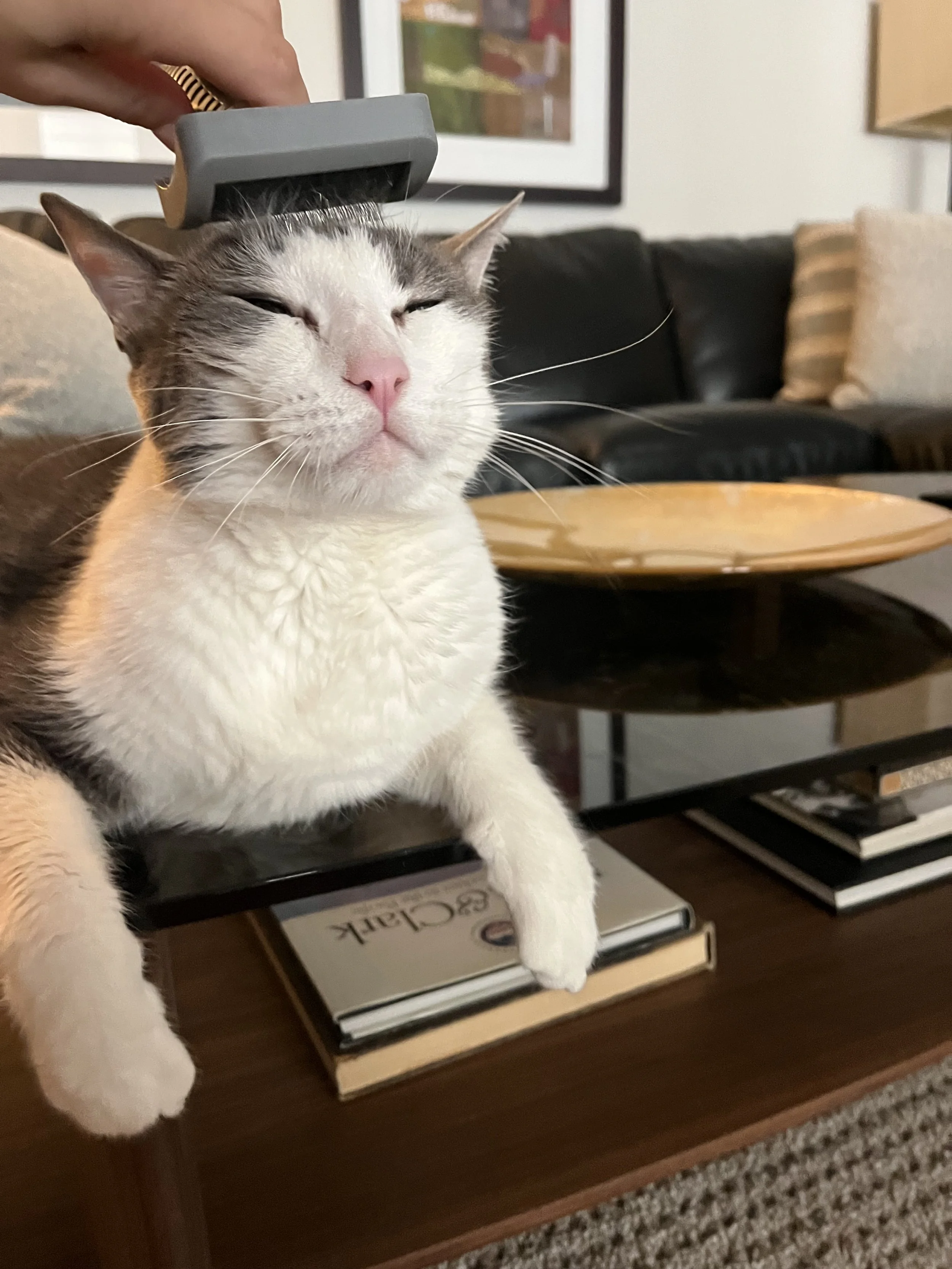 A white and gray cat with a pink nose sitting on a table while a hand brushes its head with a grooming tool, and a living room with a black couch and framed pictures in the background.