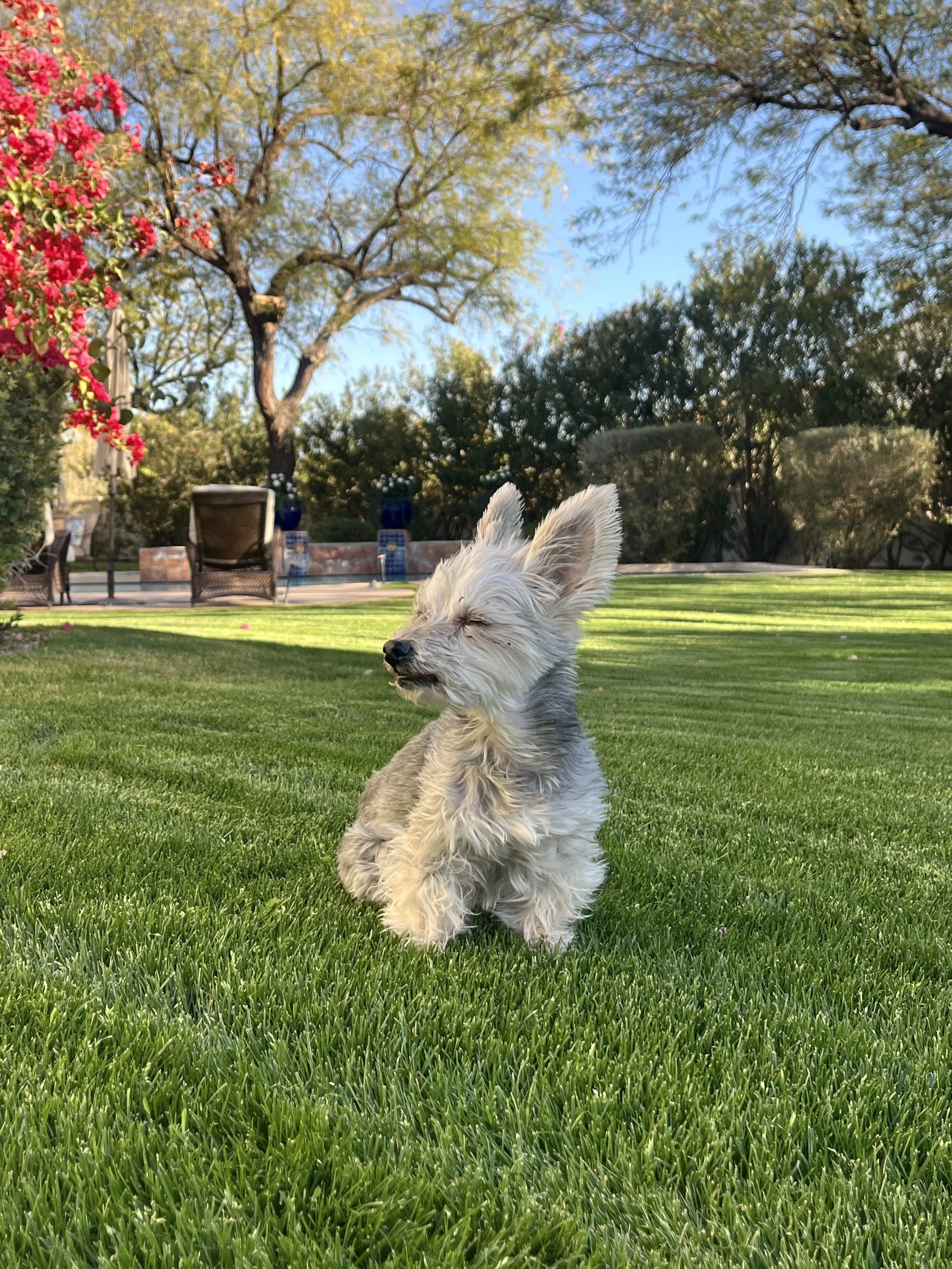 A senior yorkshire terrier eyes closed with hair blowing in the wind in a large grassy backyard.