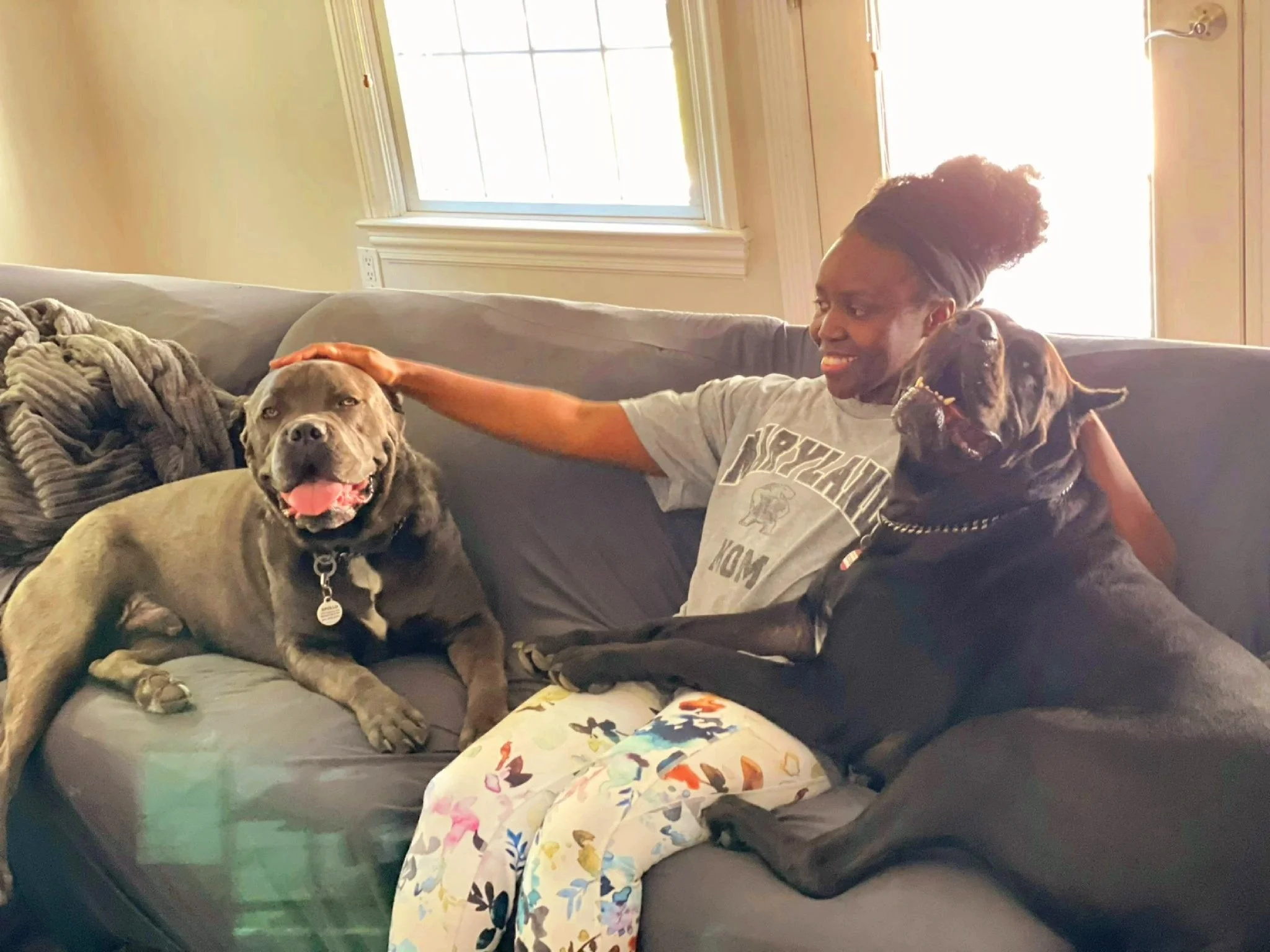 Three dogs resting on a cozy indoor floor, one black dog with closed eyes lying on a person's leg with a colorful plaid fabric, and two brindle dogs in the background near a fireplace.