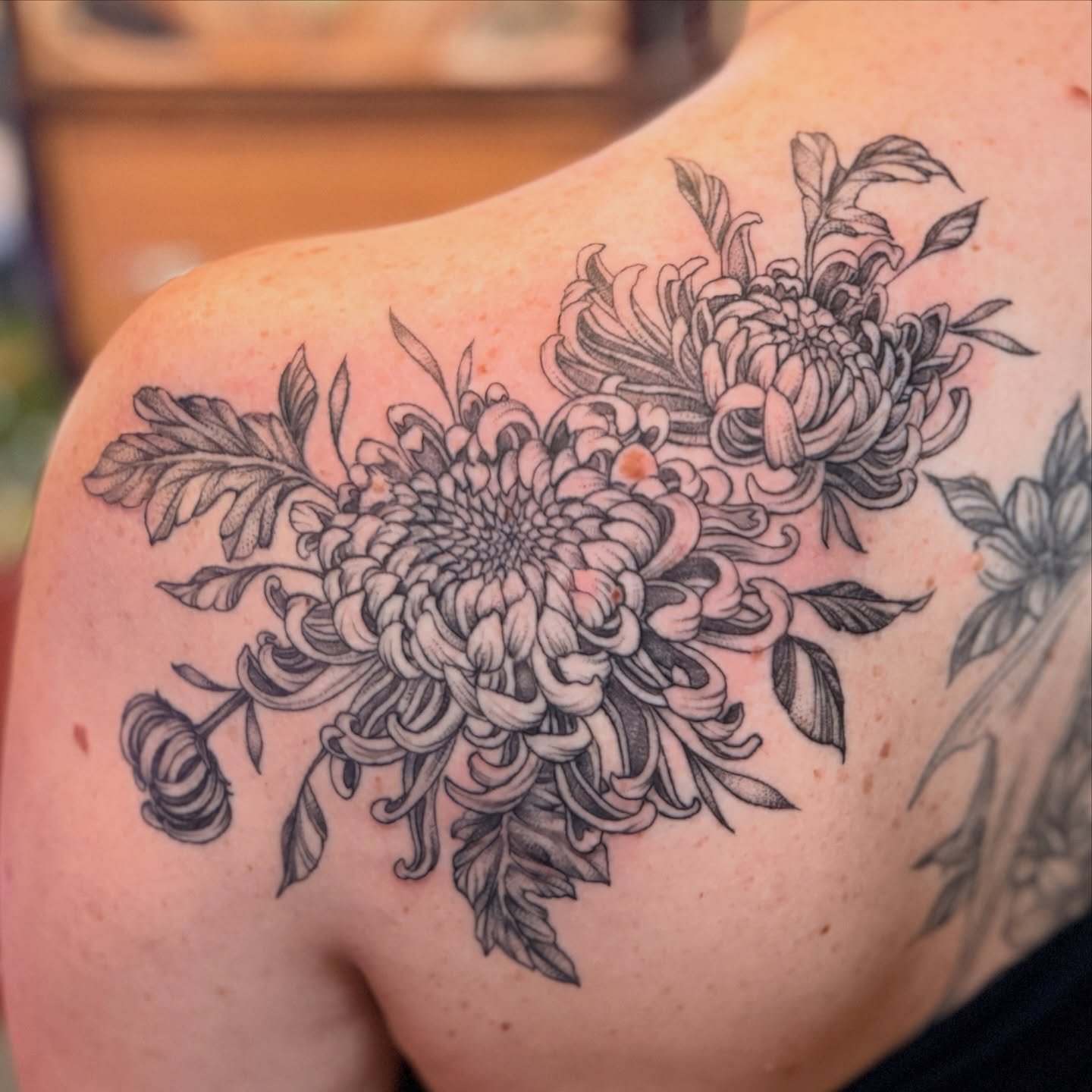 Chrysanthemum tattoo that we touched up. It was only a few weeks old so still looking pretty crispy. I definitely don&rsquo;t considered a tattoo &ldquo;healed and settled&rdquo; until it reaches at least a year old. Thank you so much for your trust.