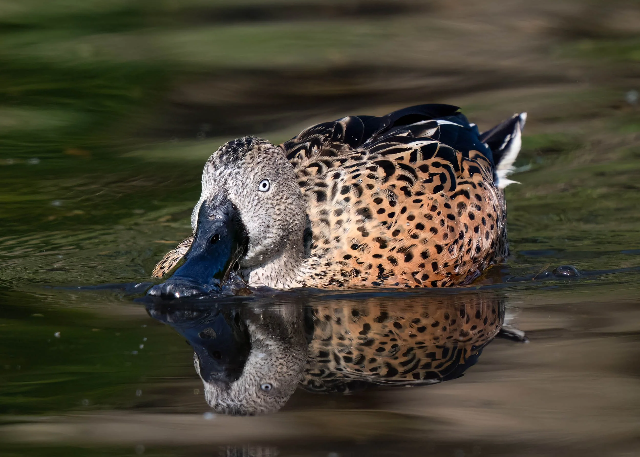 Red Shoveler | Martin Mere WWT