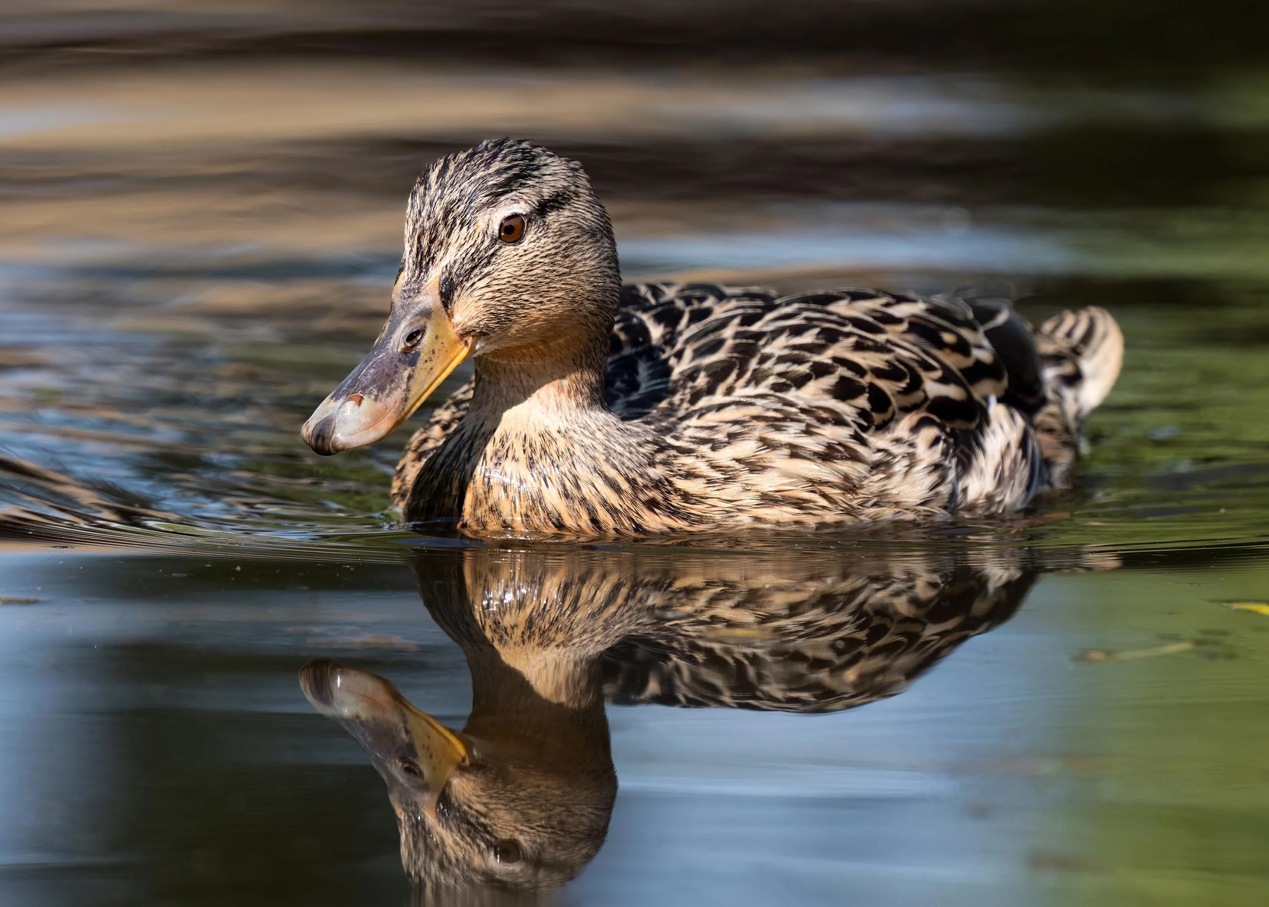 Female Mallard | Martin Mere WWT