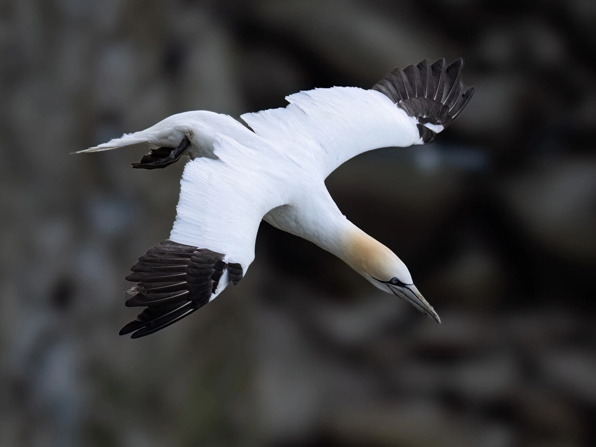 Northern Gannet | RSPB Bempton Cliffs