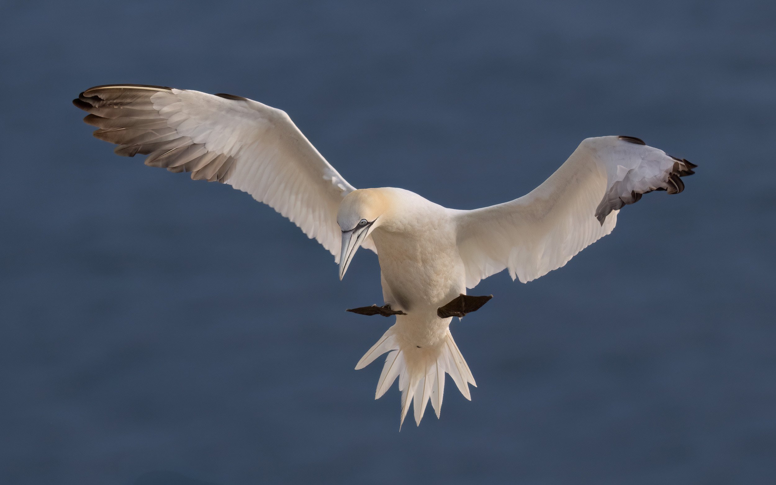 Northern Gannet | RSPB Bempton Cliffs