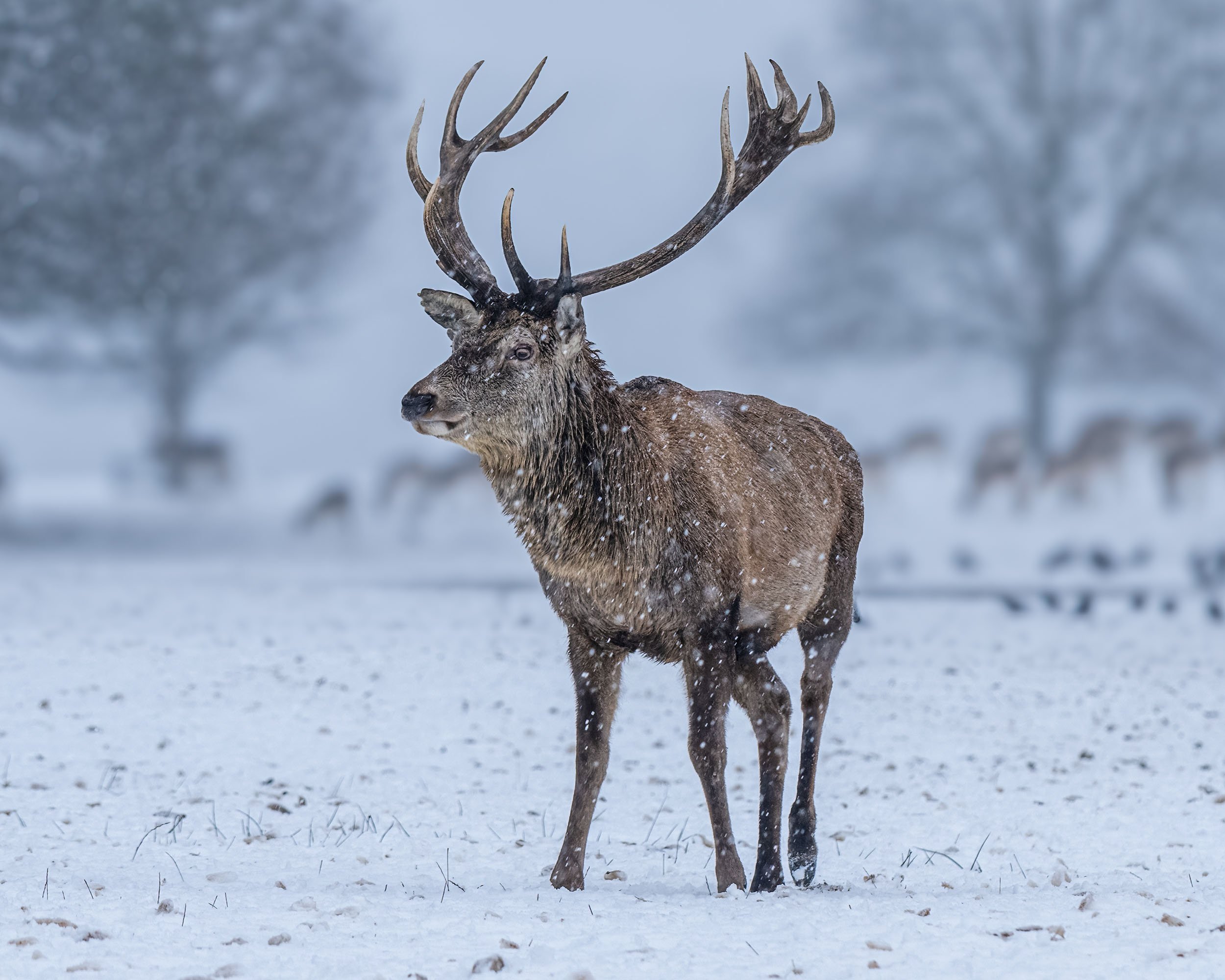 Red Deer Stag | Tatton, Cheshire