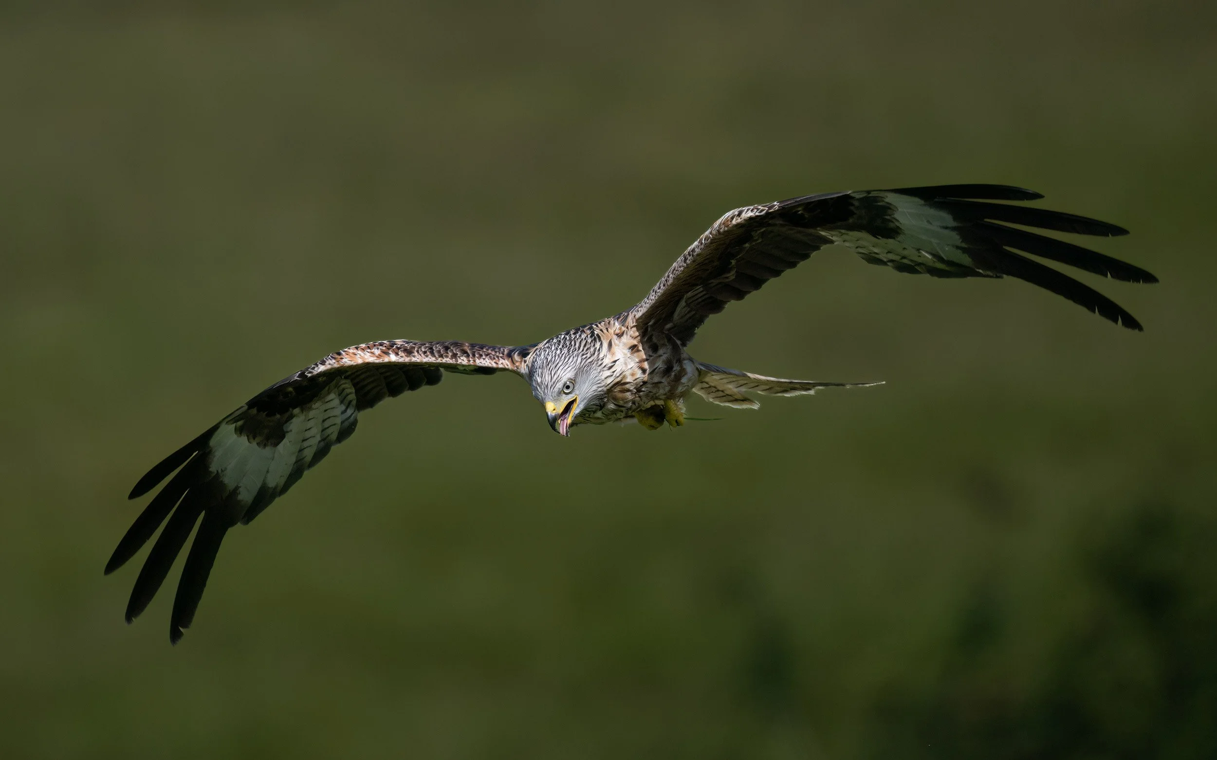 Red Kite | Gigrin Farm | Rhayader | Wales