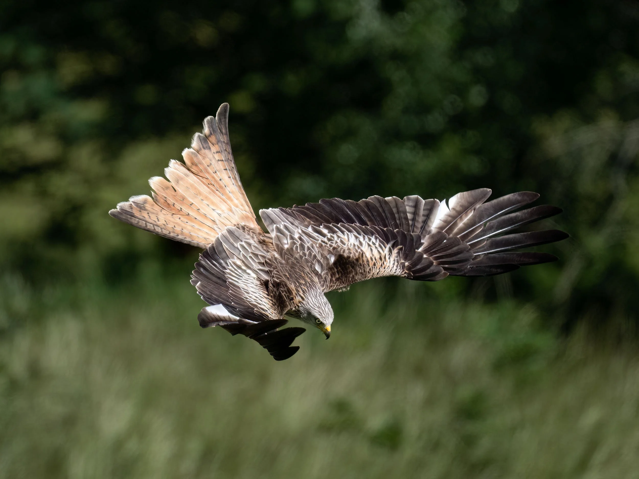 Red Kite | Gigrin Farm | Rhayader | Wales