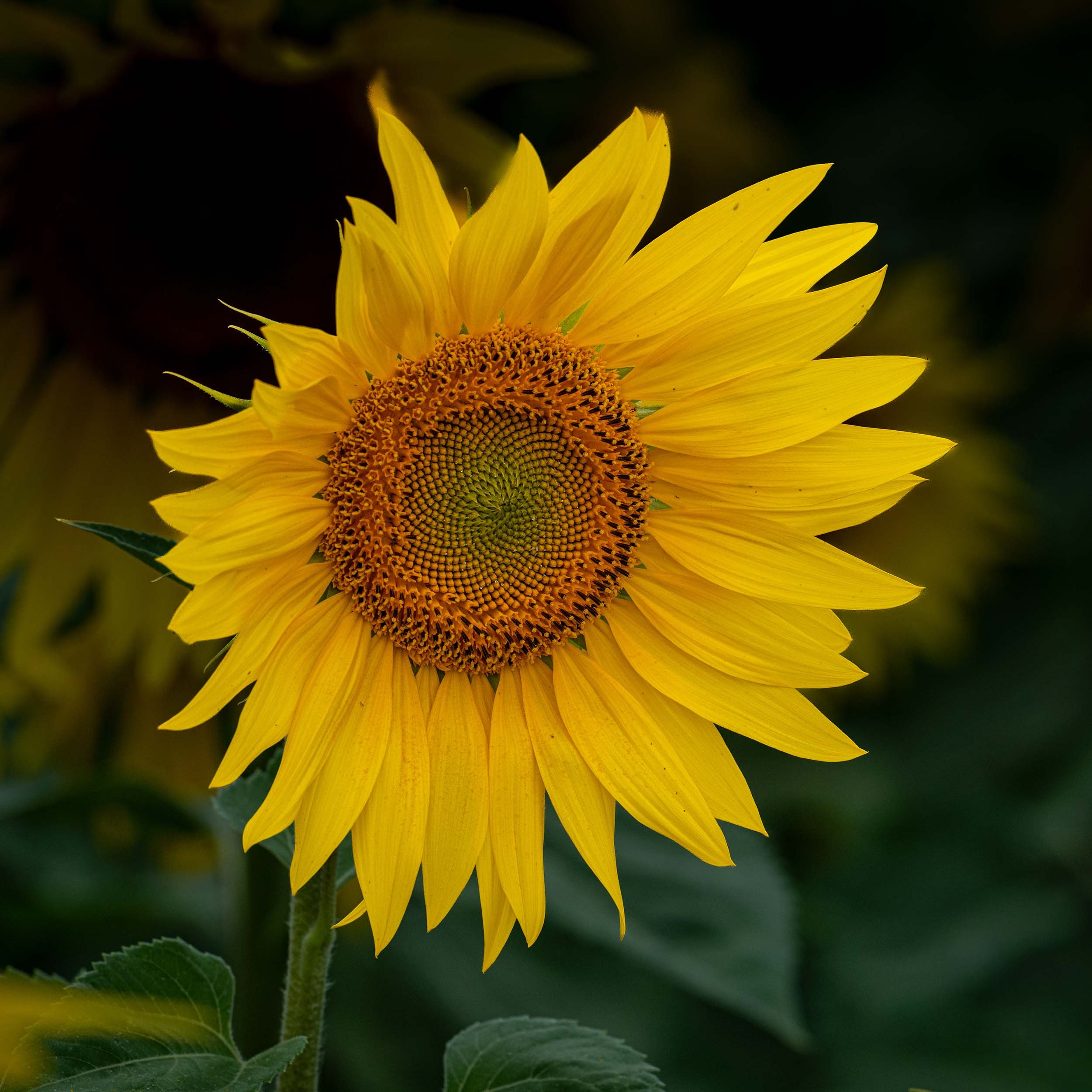 Sunflower | Barlow | England