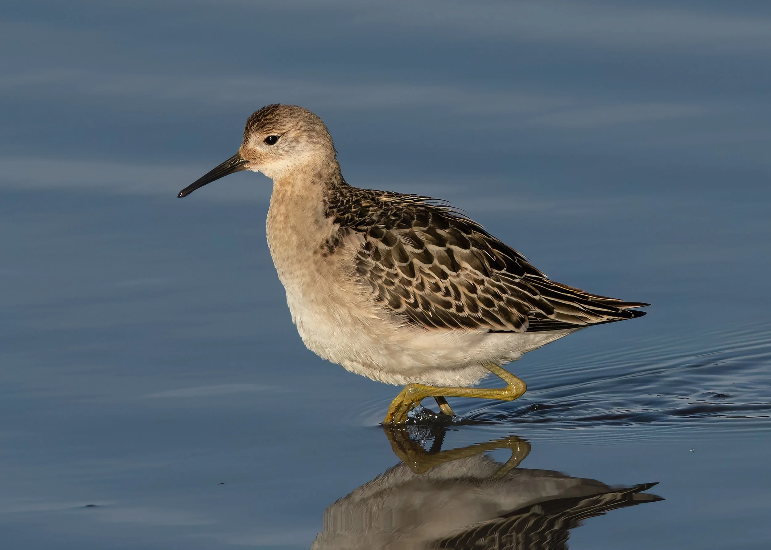 Ruff | RSPB Leighton Moss