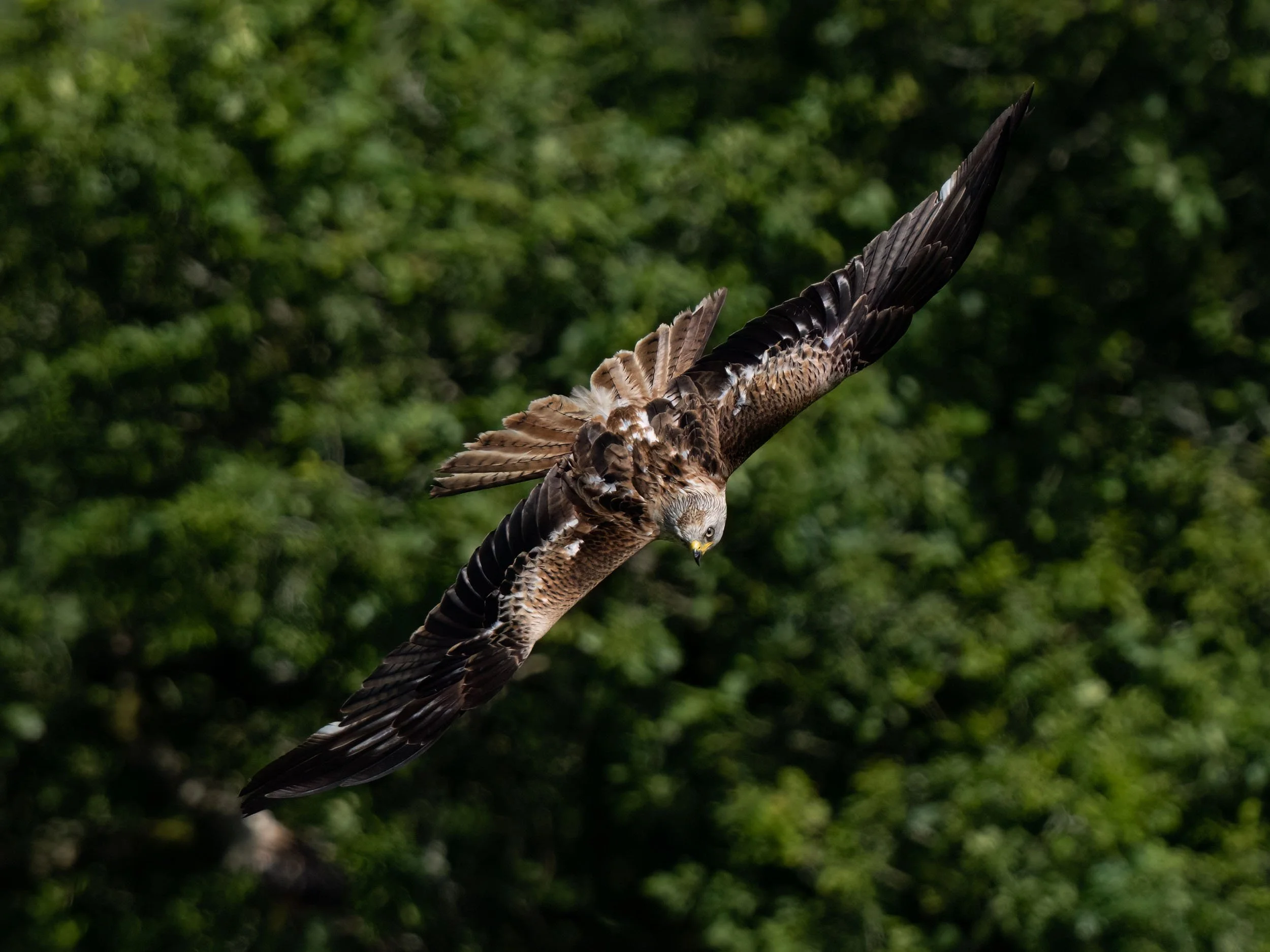 Red Kite | Gigrin Farm | Rhayader | Wales