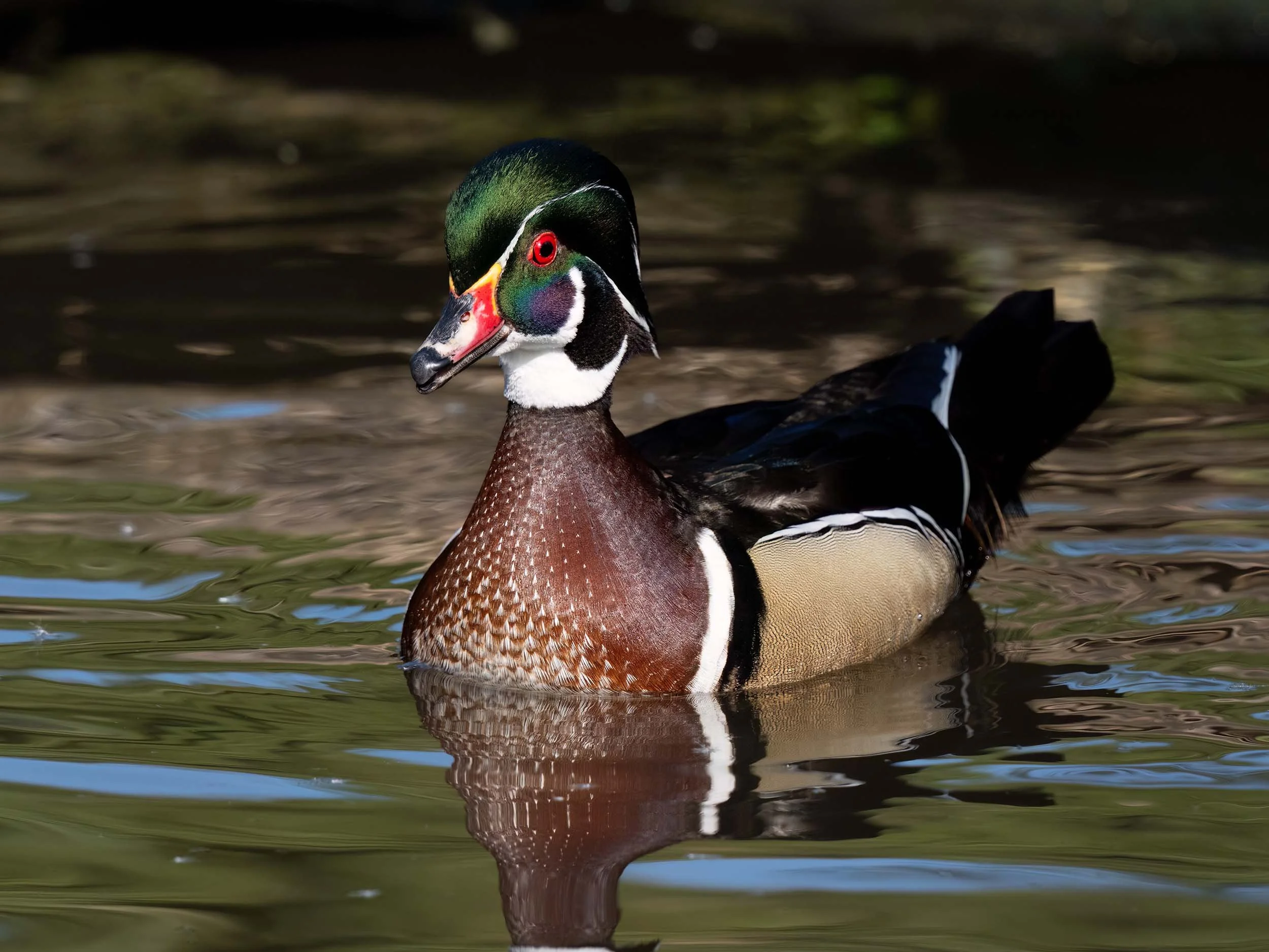 Carolina Duck | Martin Mere WWT