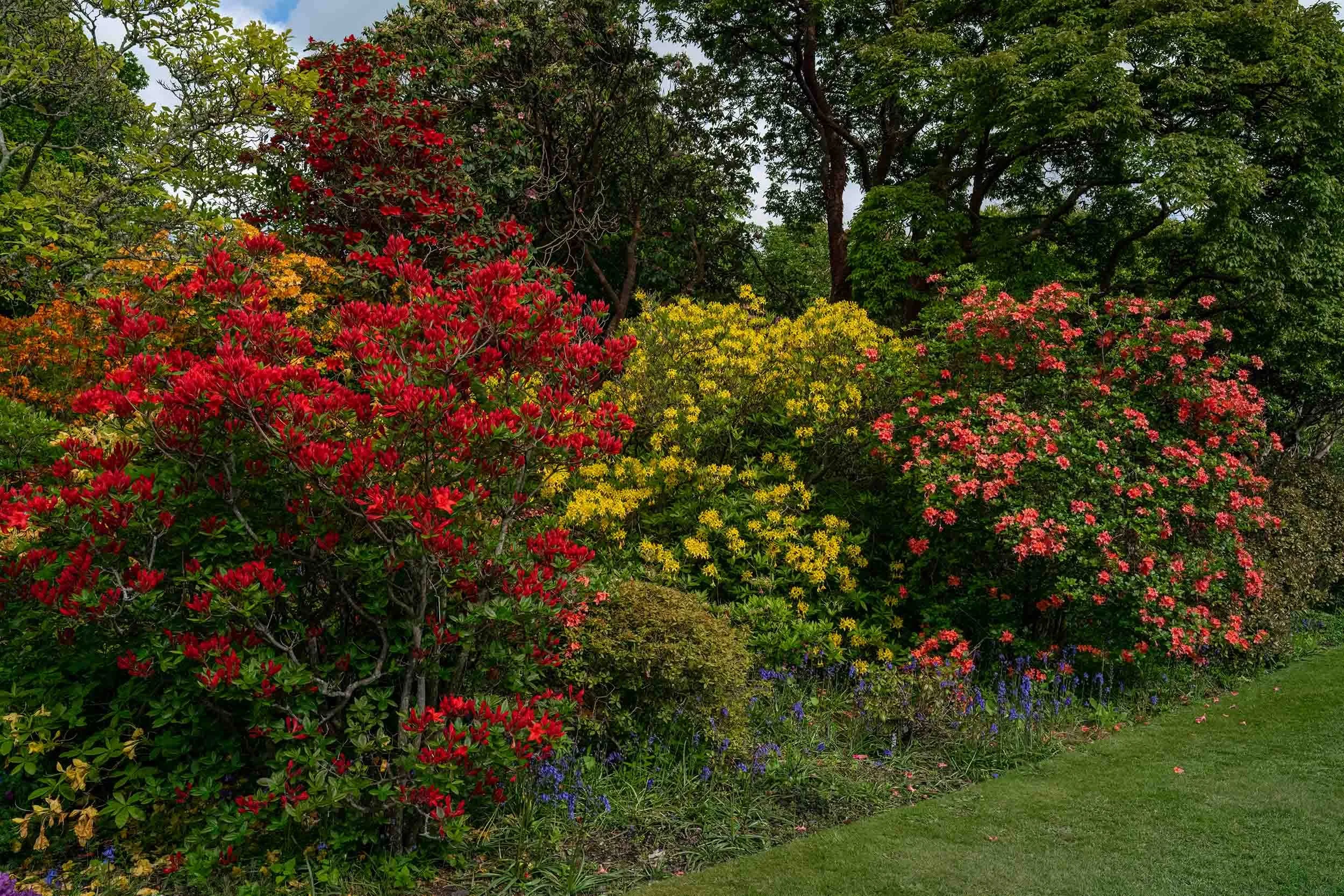 Rhododendrons | Bodnant Gardens | North Wales