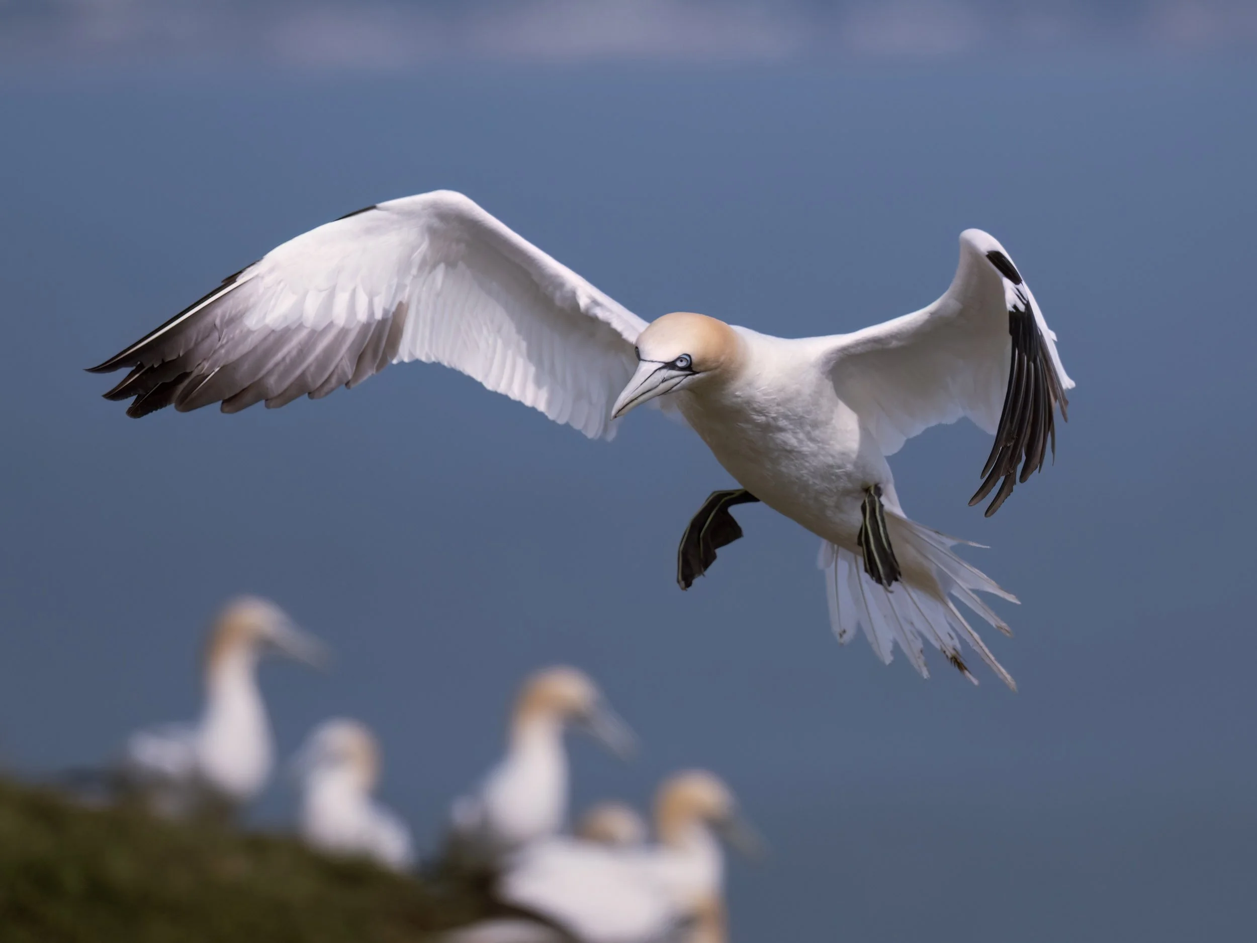 Northern Gannet | RSPB Bempton Cliffs