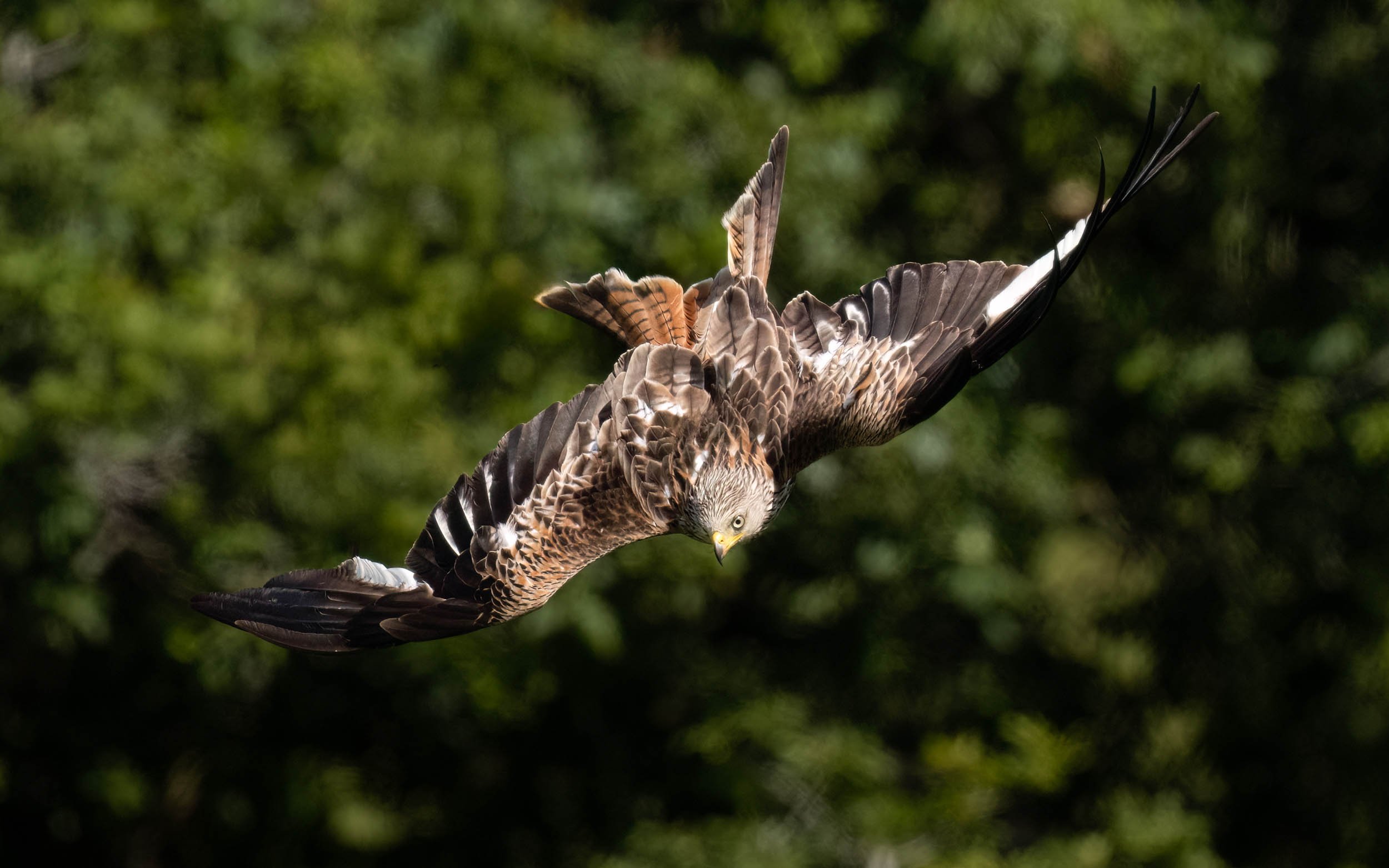 Red Kite | Gigrin Farm | Rhayader | Wales