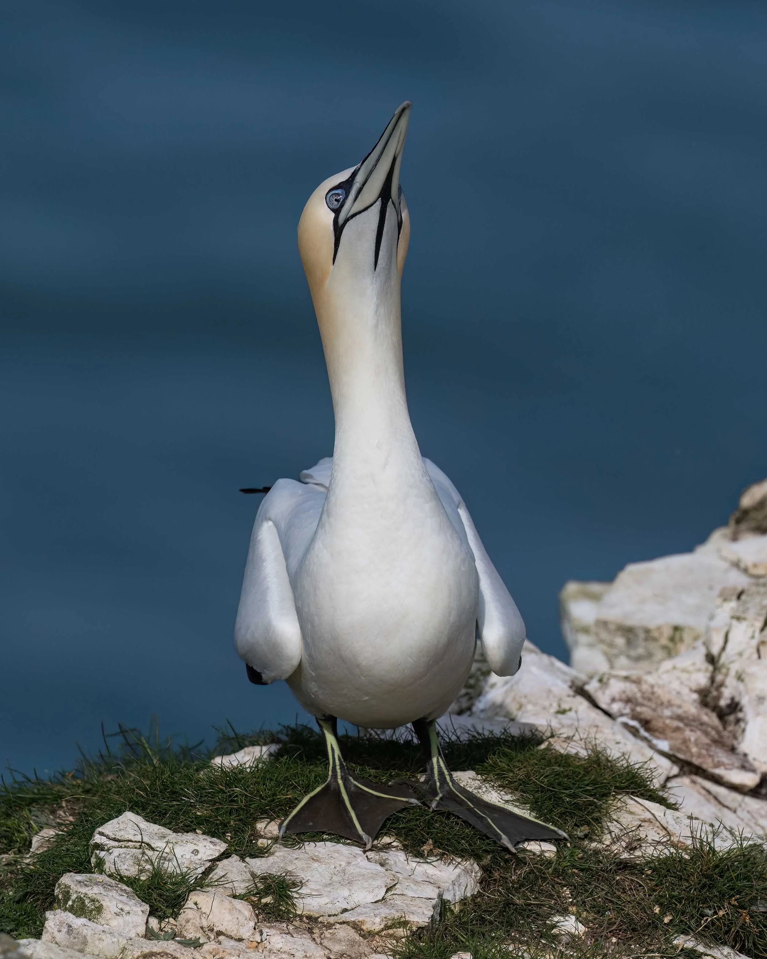 Northern Gannet | RSPB Bempton Cliffs