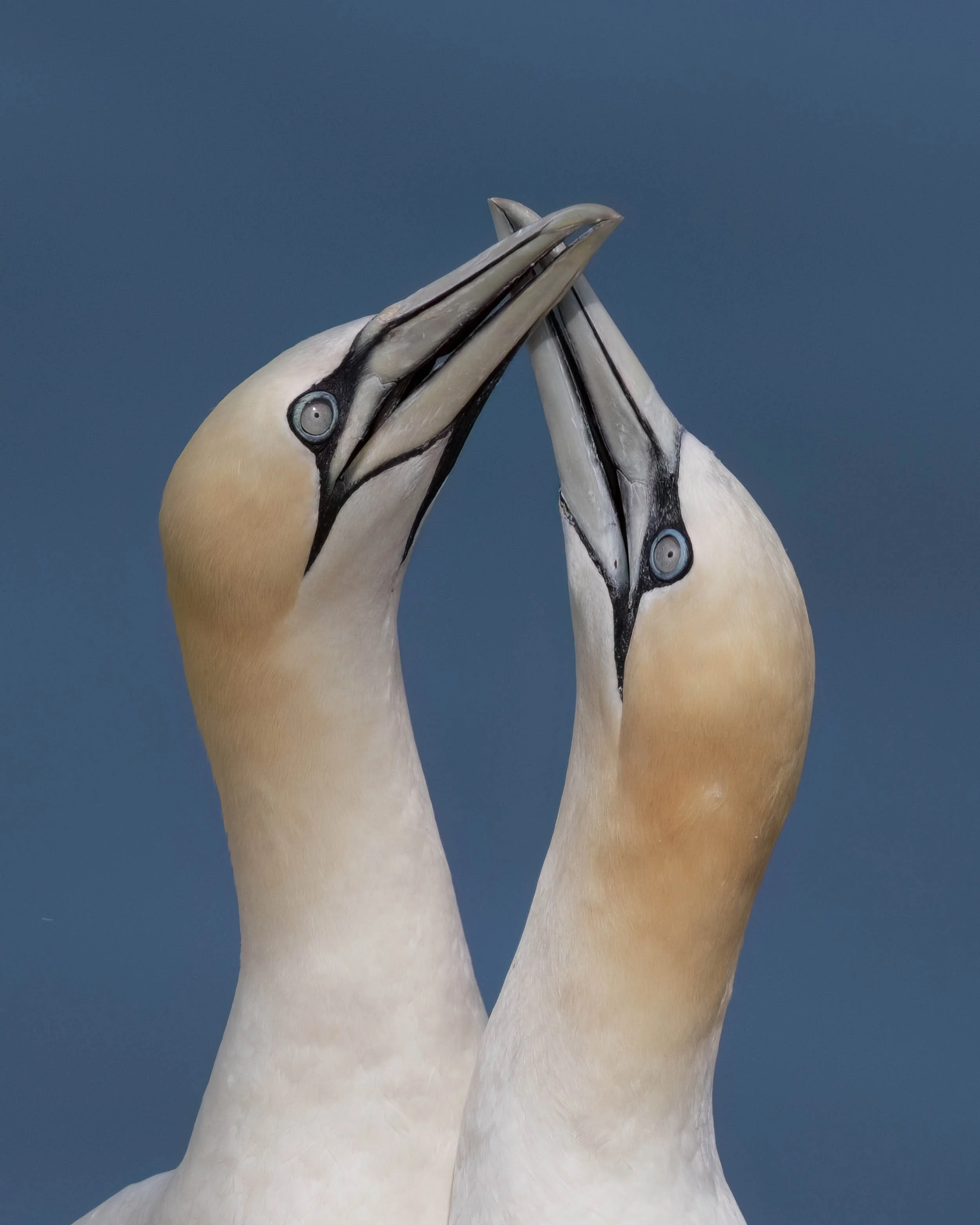 Northern Gannets | RSPB Bempton Cliffs