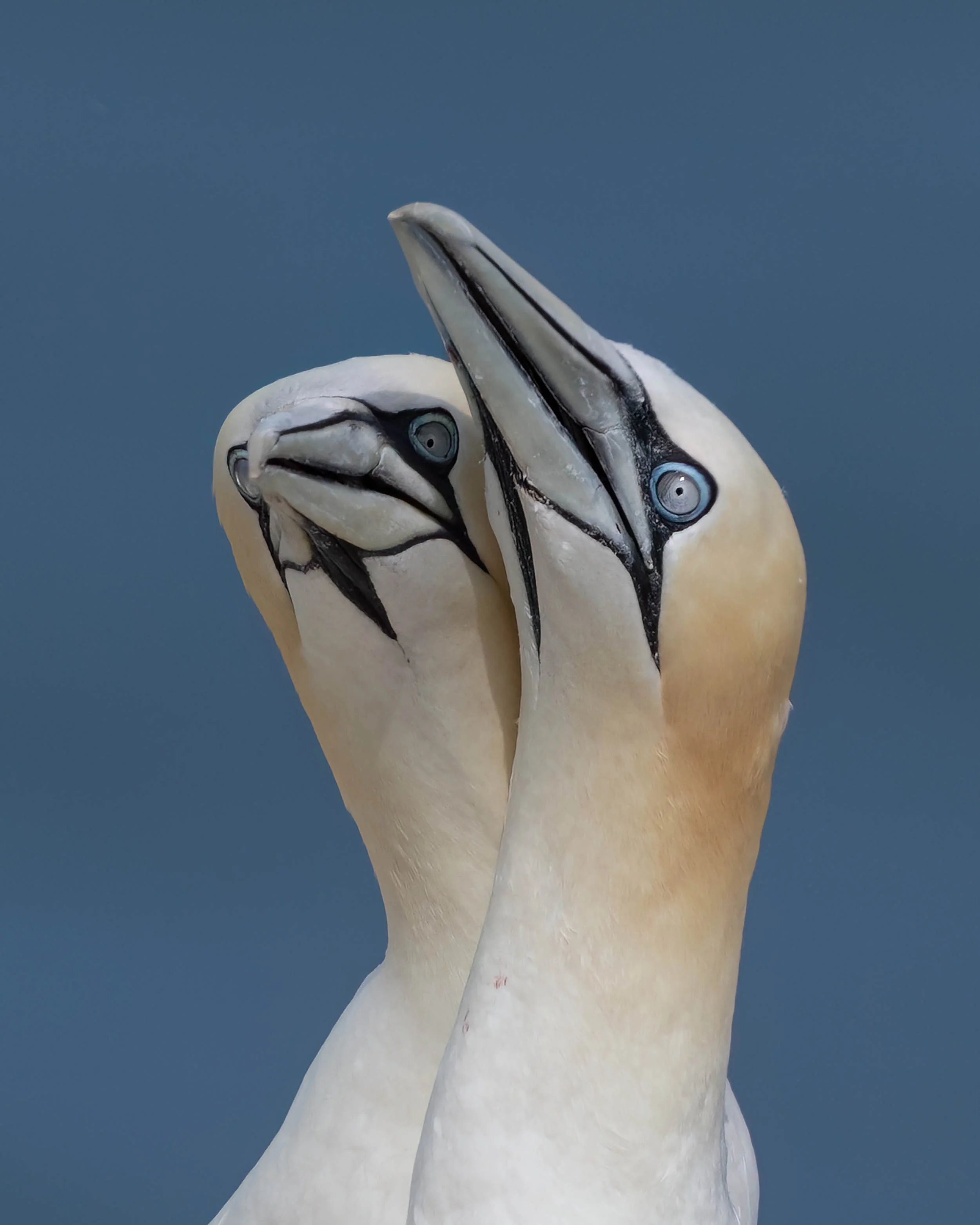 Northern Gannets | RSPB Bempton Cliffs