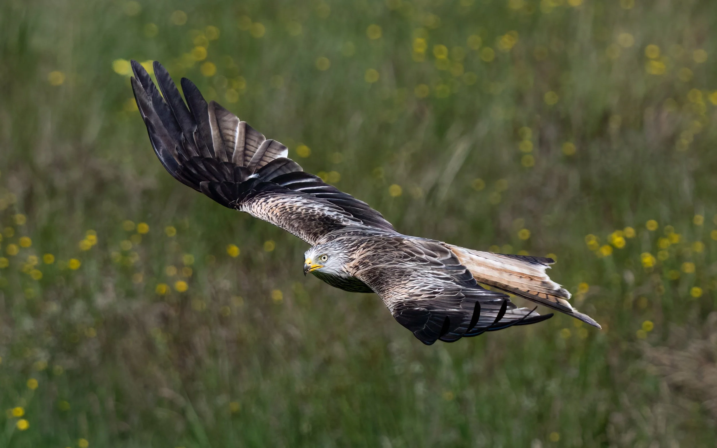 Red Kite | Gigrin Farm | Rhayader | Wales