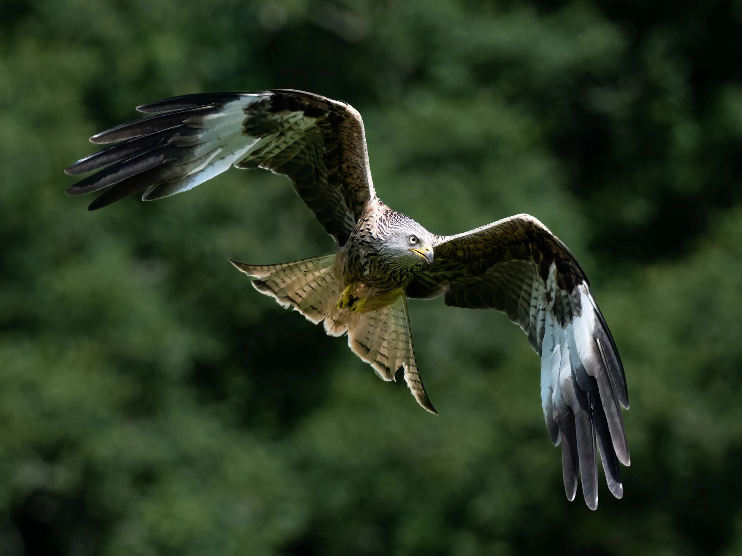Red Kite | Gigrin Farm | Rhayader | Wales