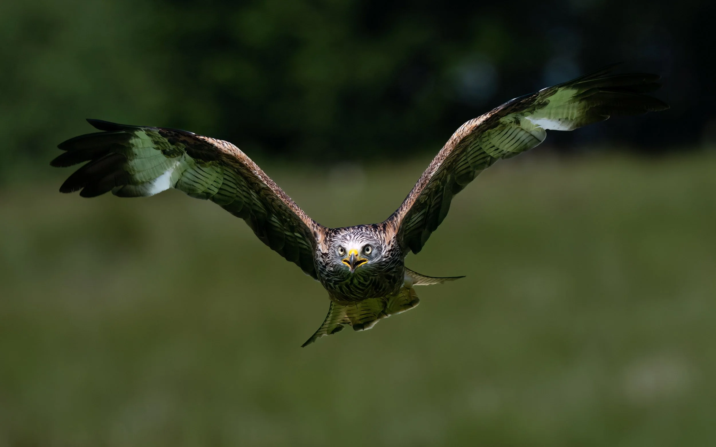 Red Kite | Gigrin Farm | Rhayader | Wales