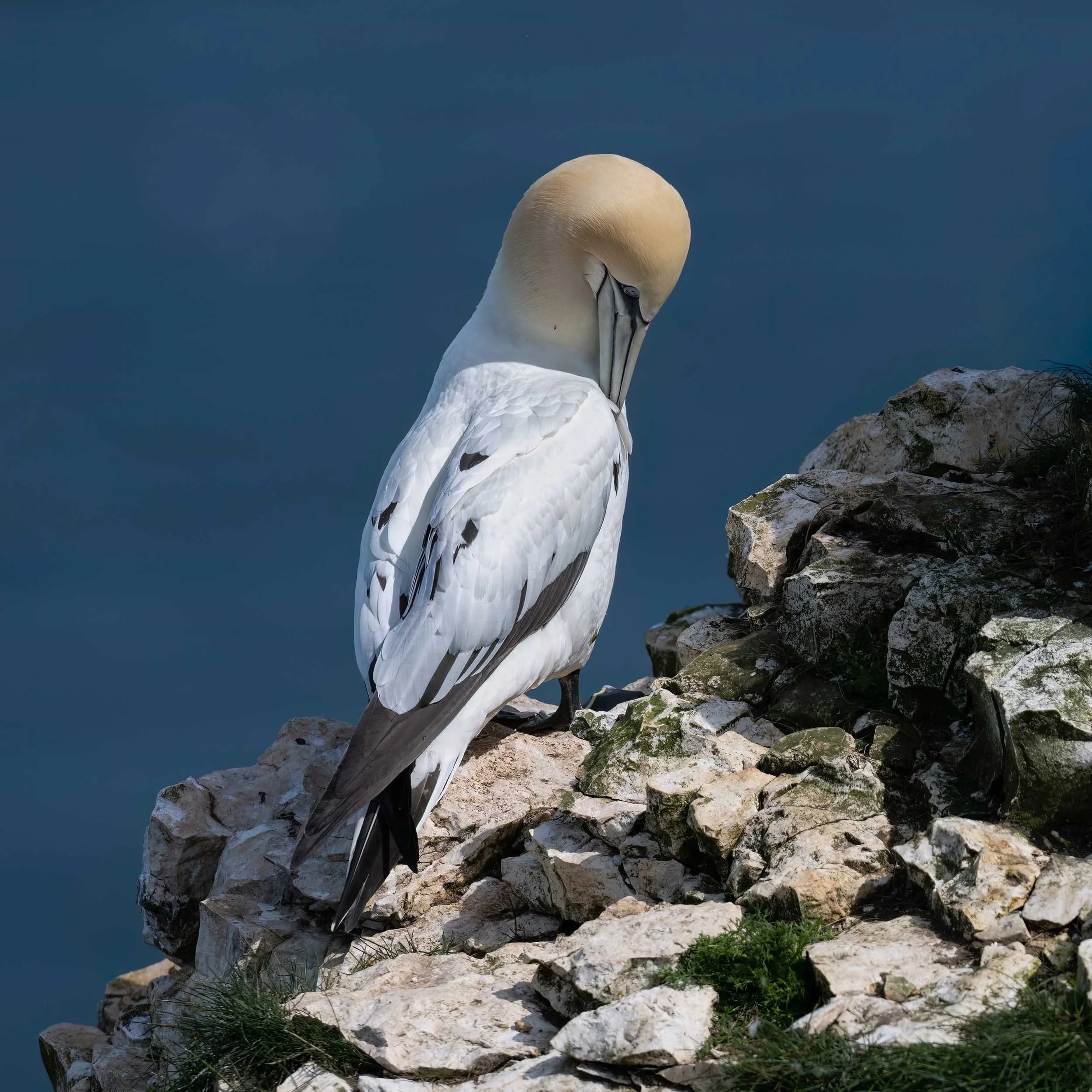 Northern Gannet | RSPB Bempton Cliffs