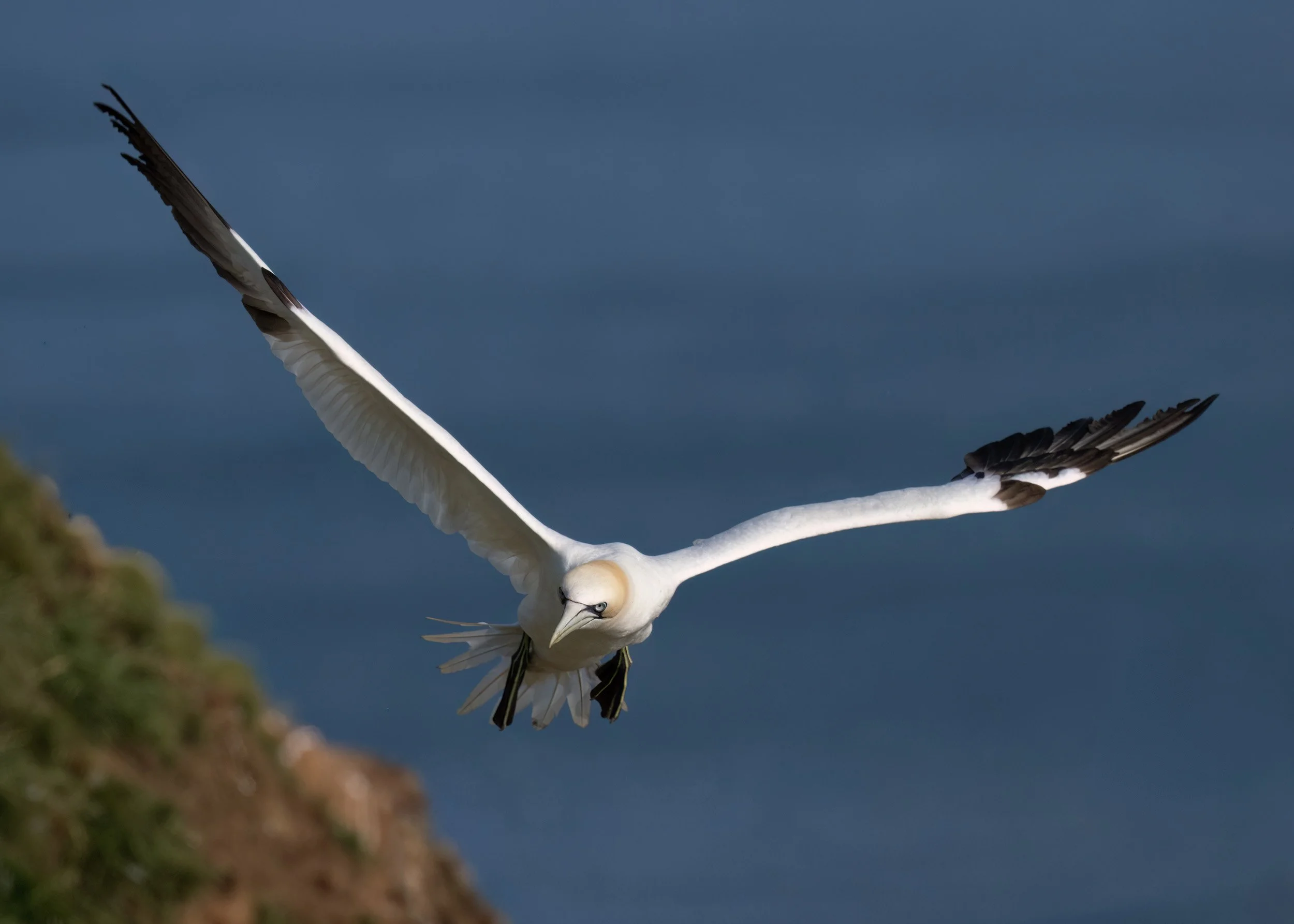 Northern Gannet | RSPB Bempton Cliffs