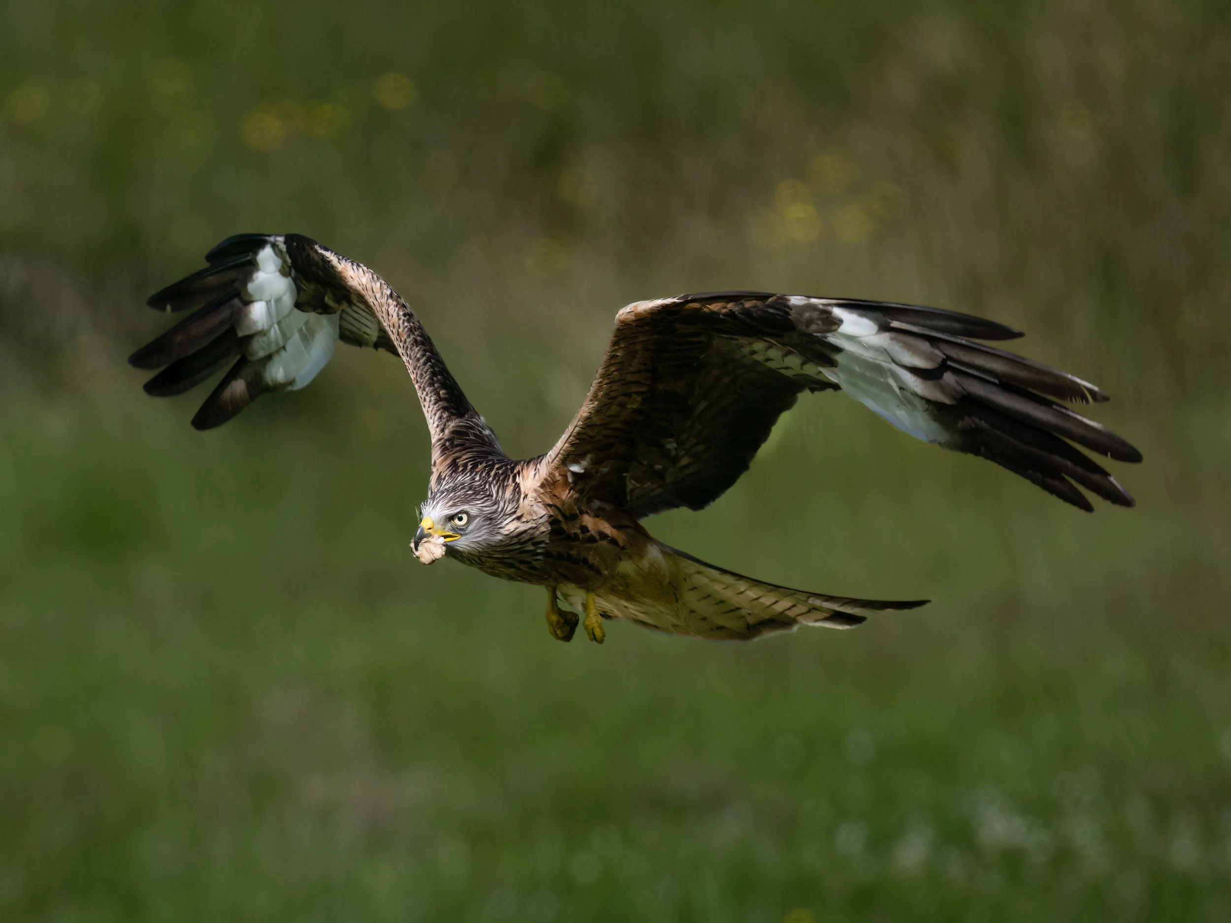 Red Kite | Gigrin Farm | Rhayader | Wales