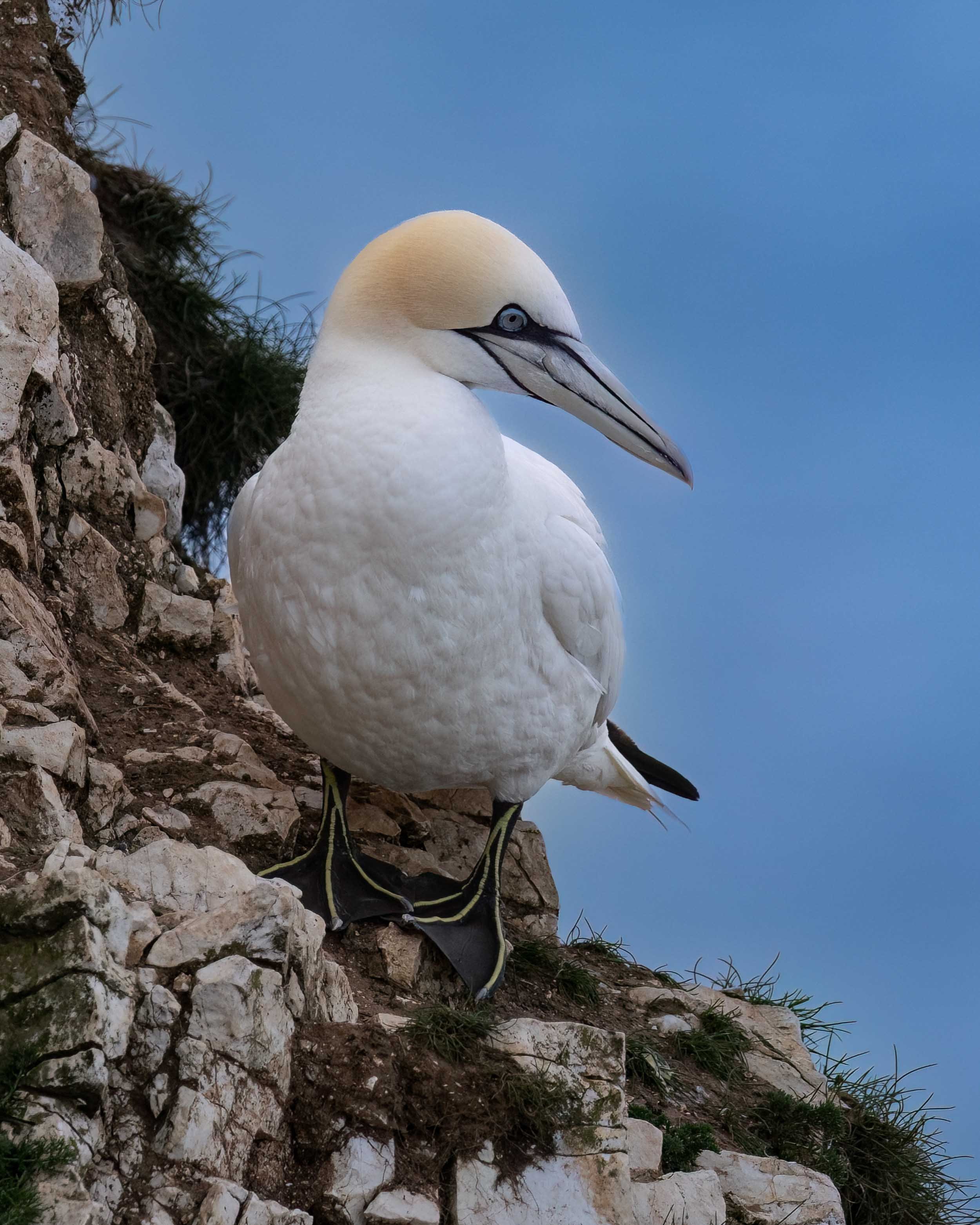Northern Gannet | RSPB Bempton Cliffs