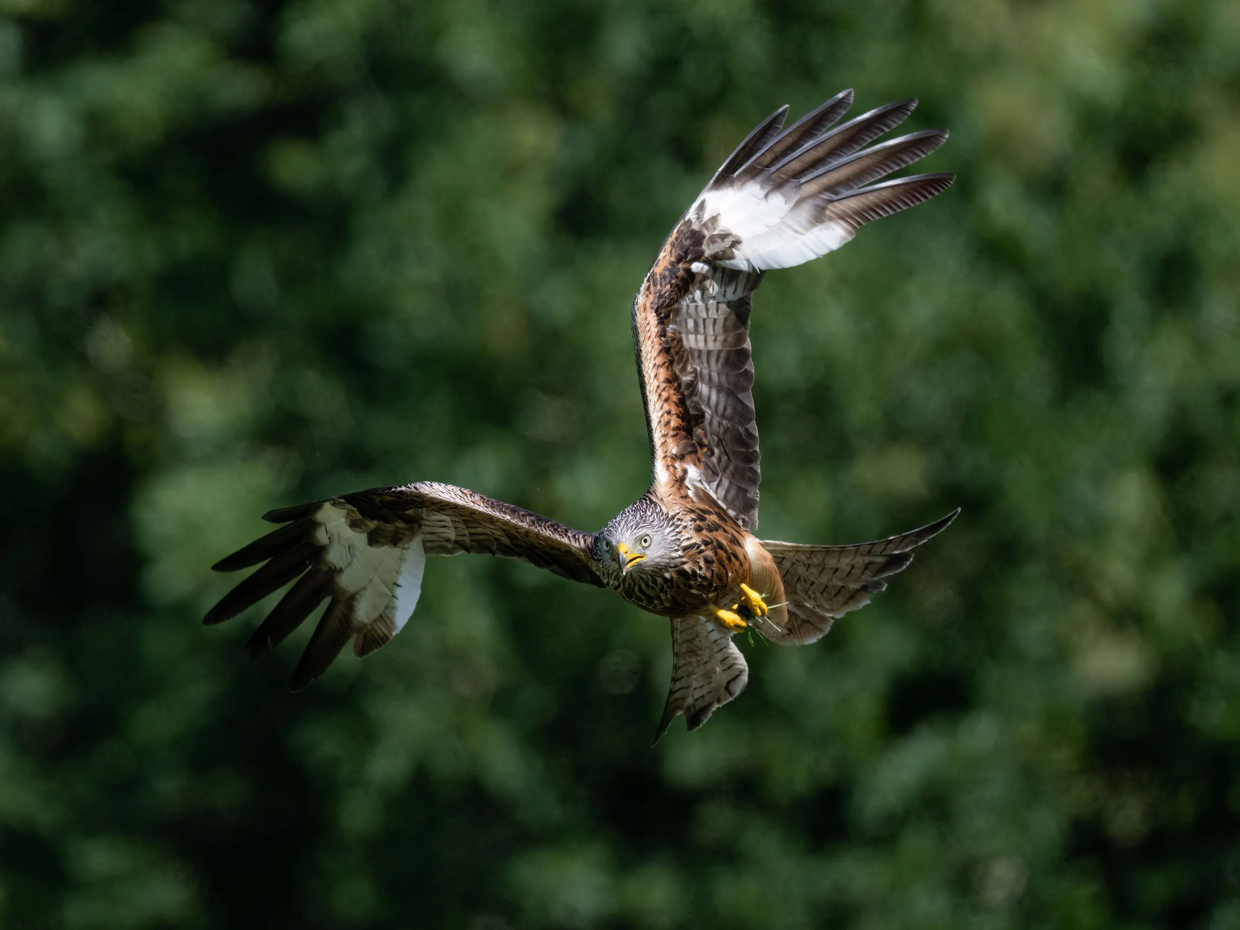 Red Kite | Gigrin Farm | Rhayader | Wales