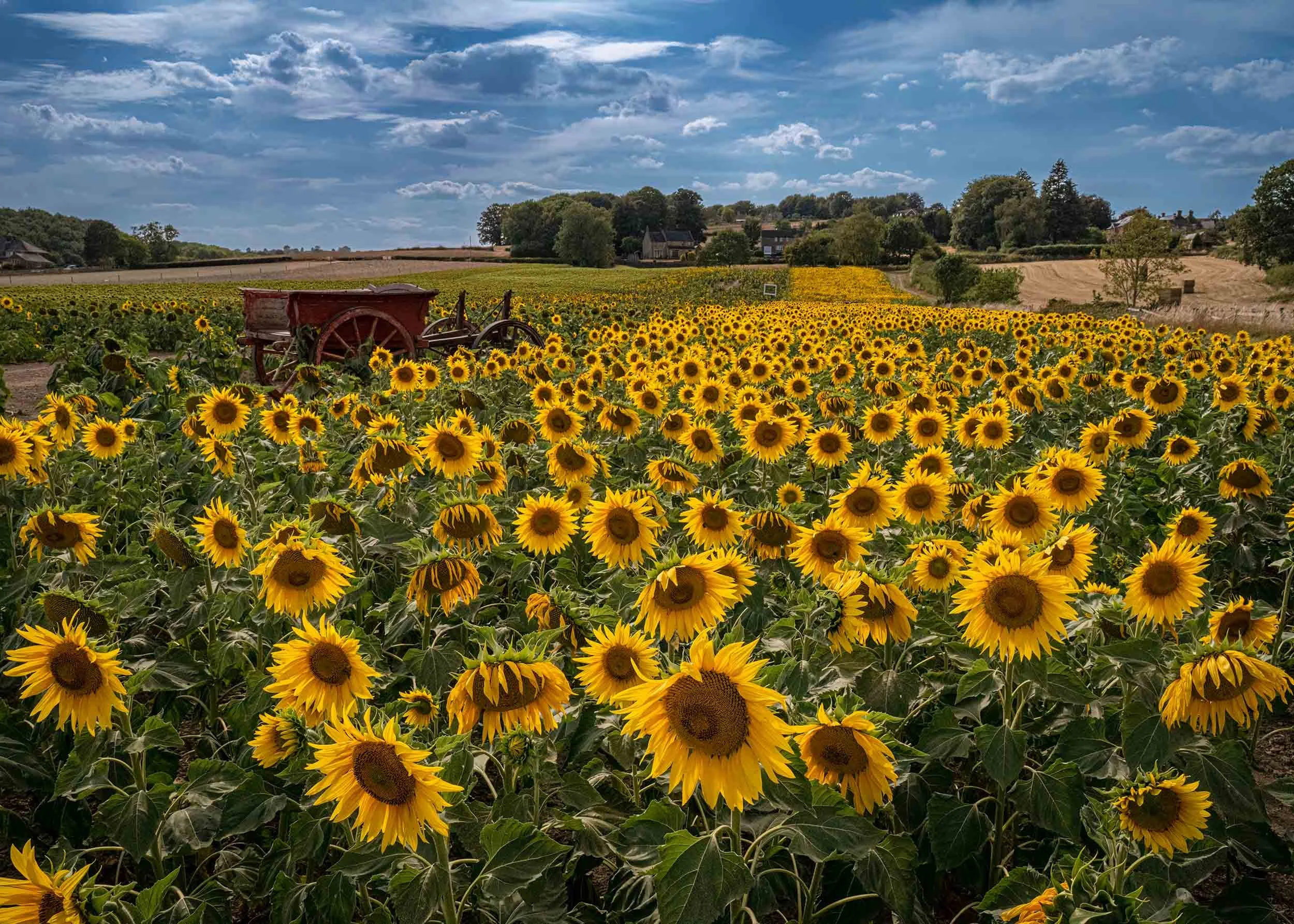 Sunflower Field | Barlow | England