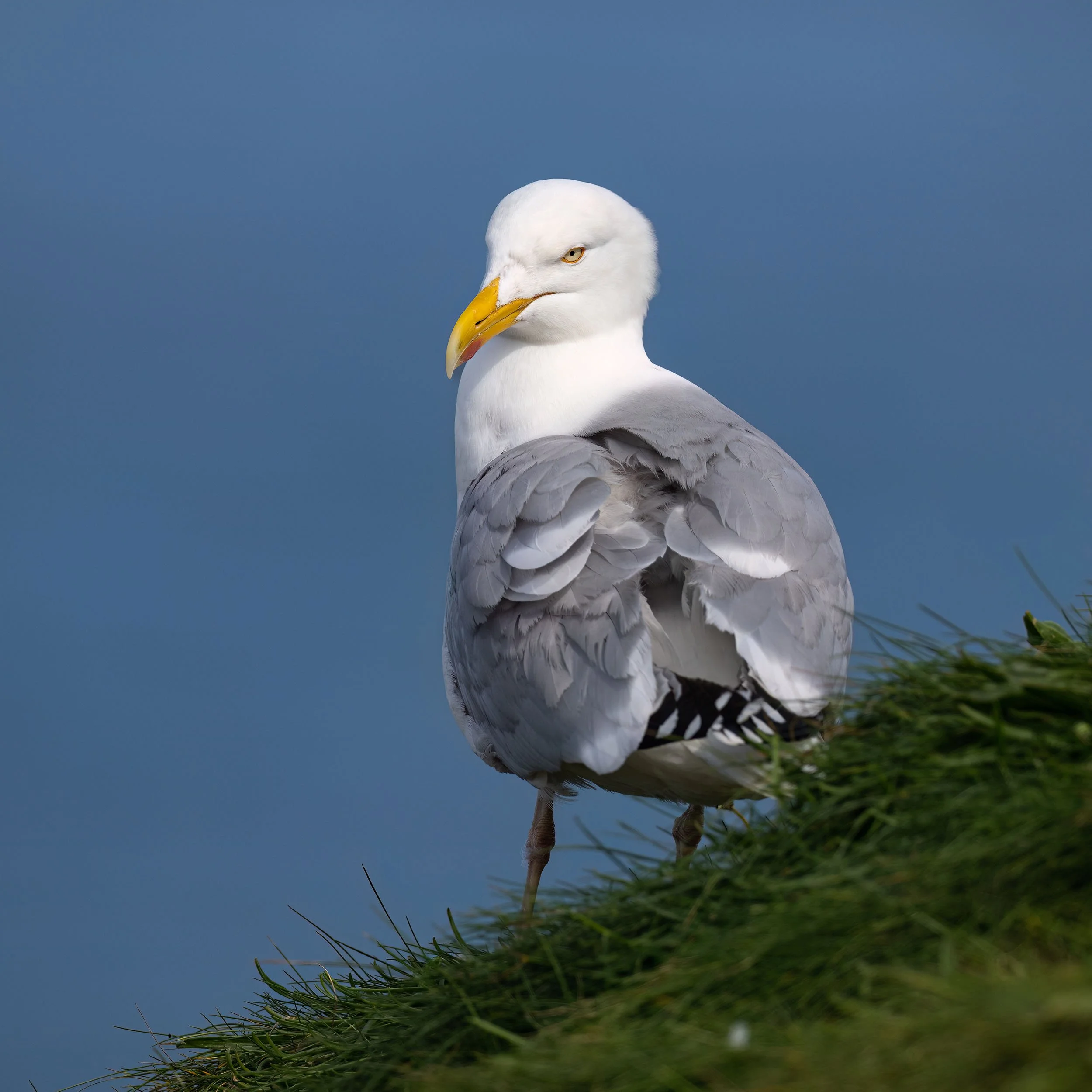 Herring Gull | RSPB Bempton Cliffs