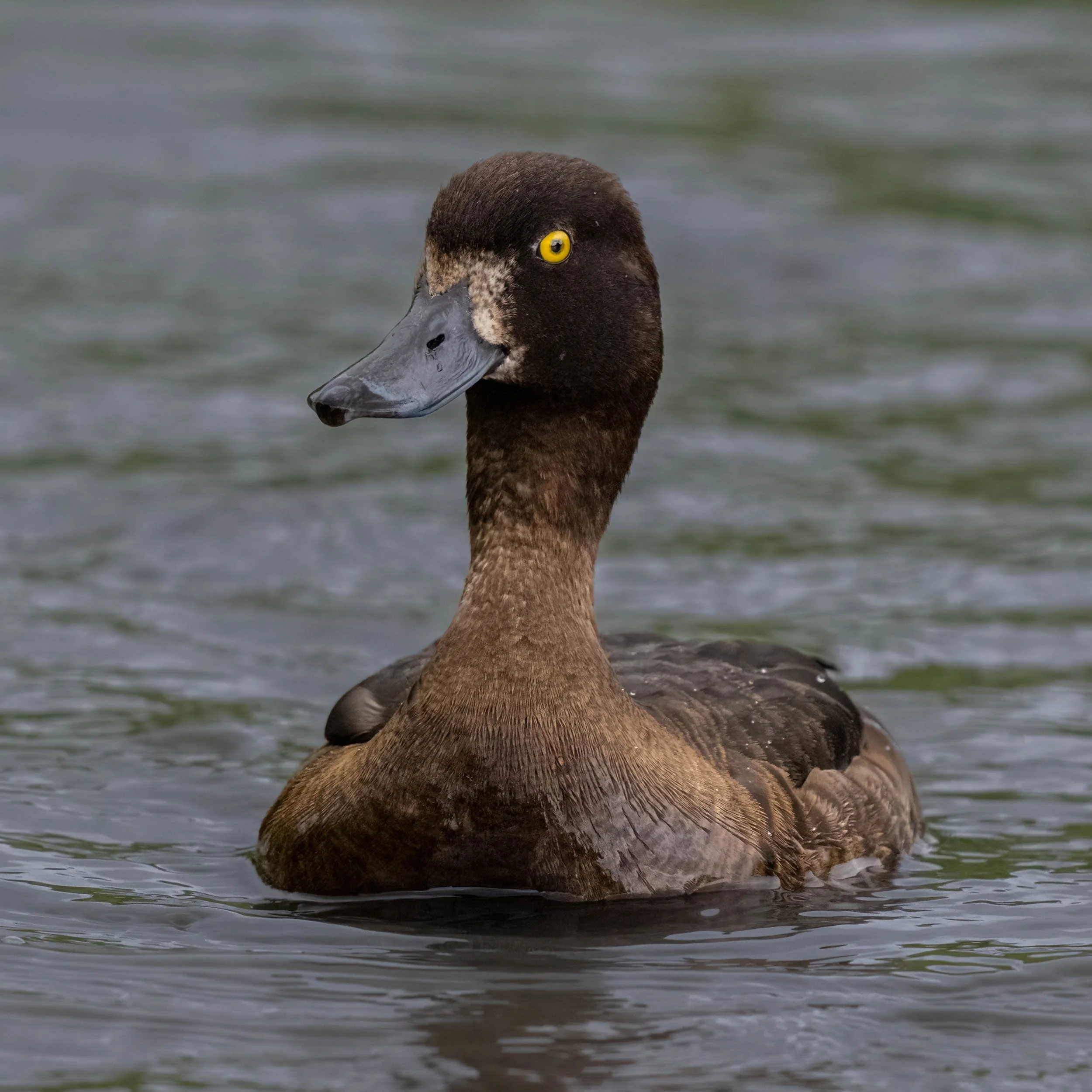 Female Tufted Duck | Slimbridge WWT