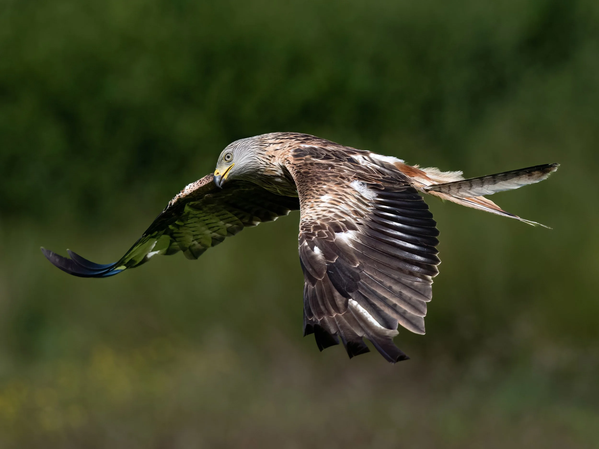 Red Kite | Gigrin Farm | Rhayader | Wales