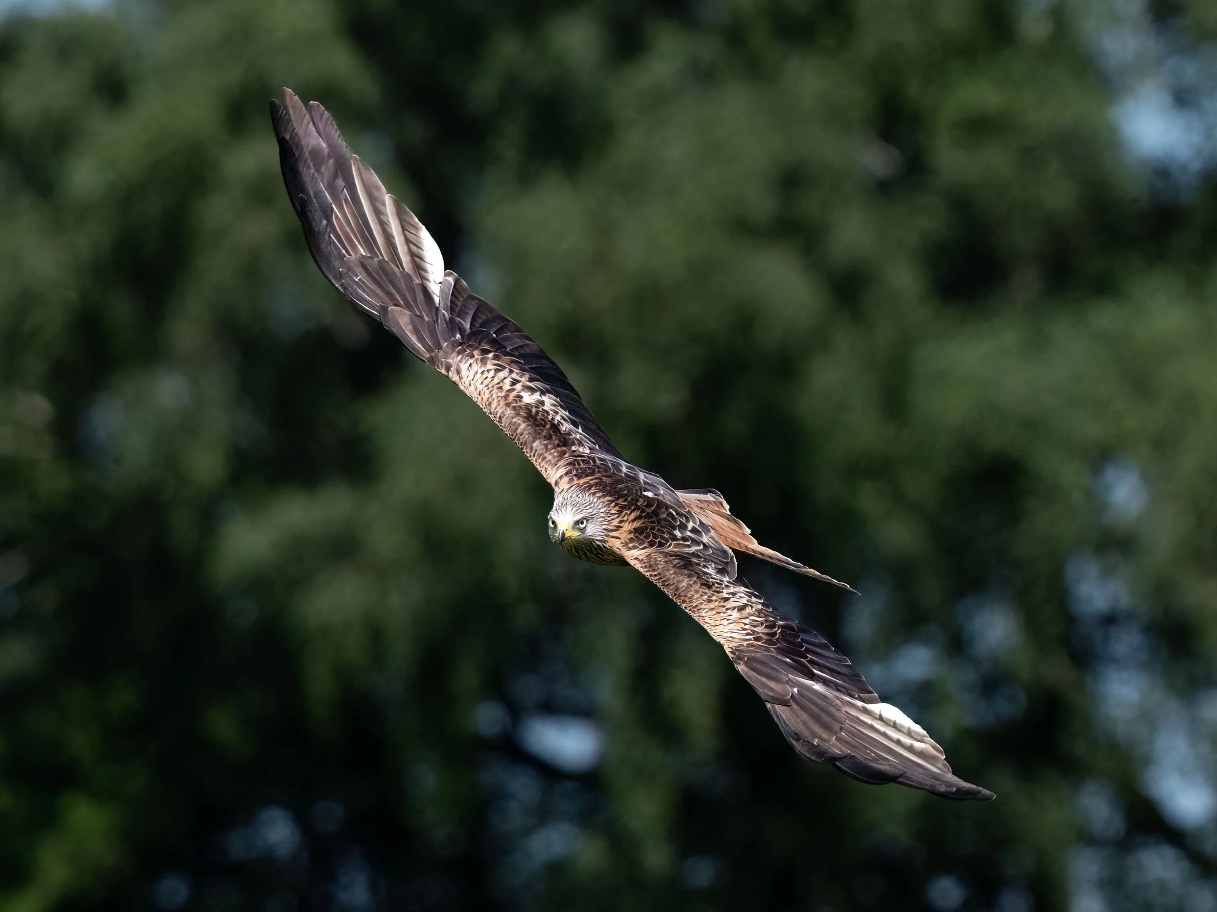 Red Kite | Gigrin Farm | Rhayader | Wales