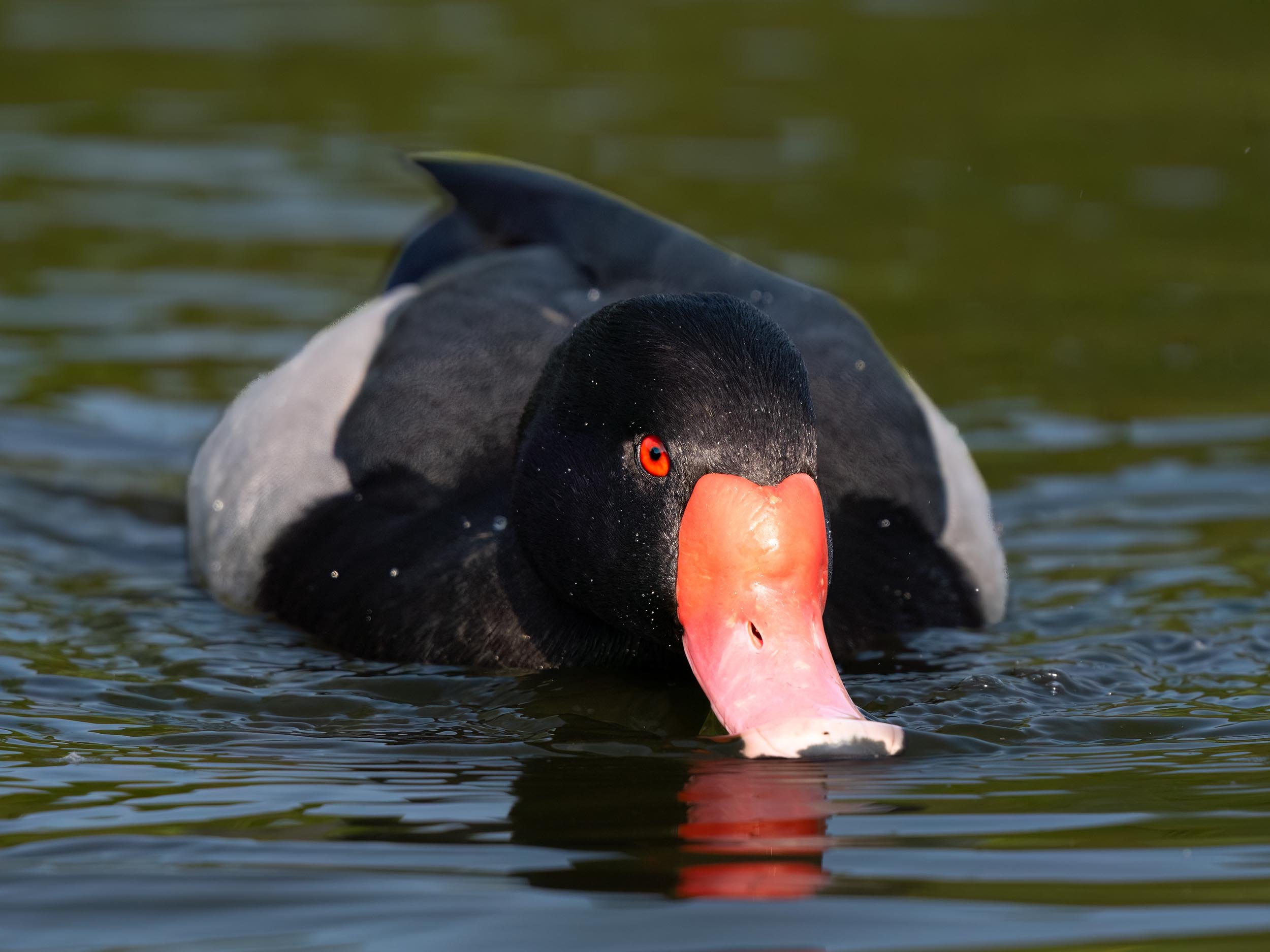 Rosy-billed Pochard | Martin Mere WWT