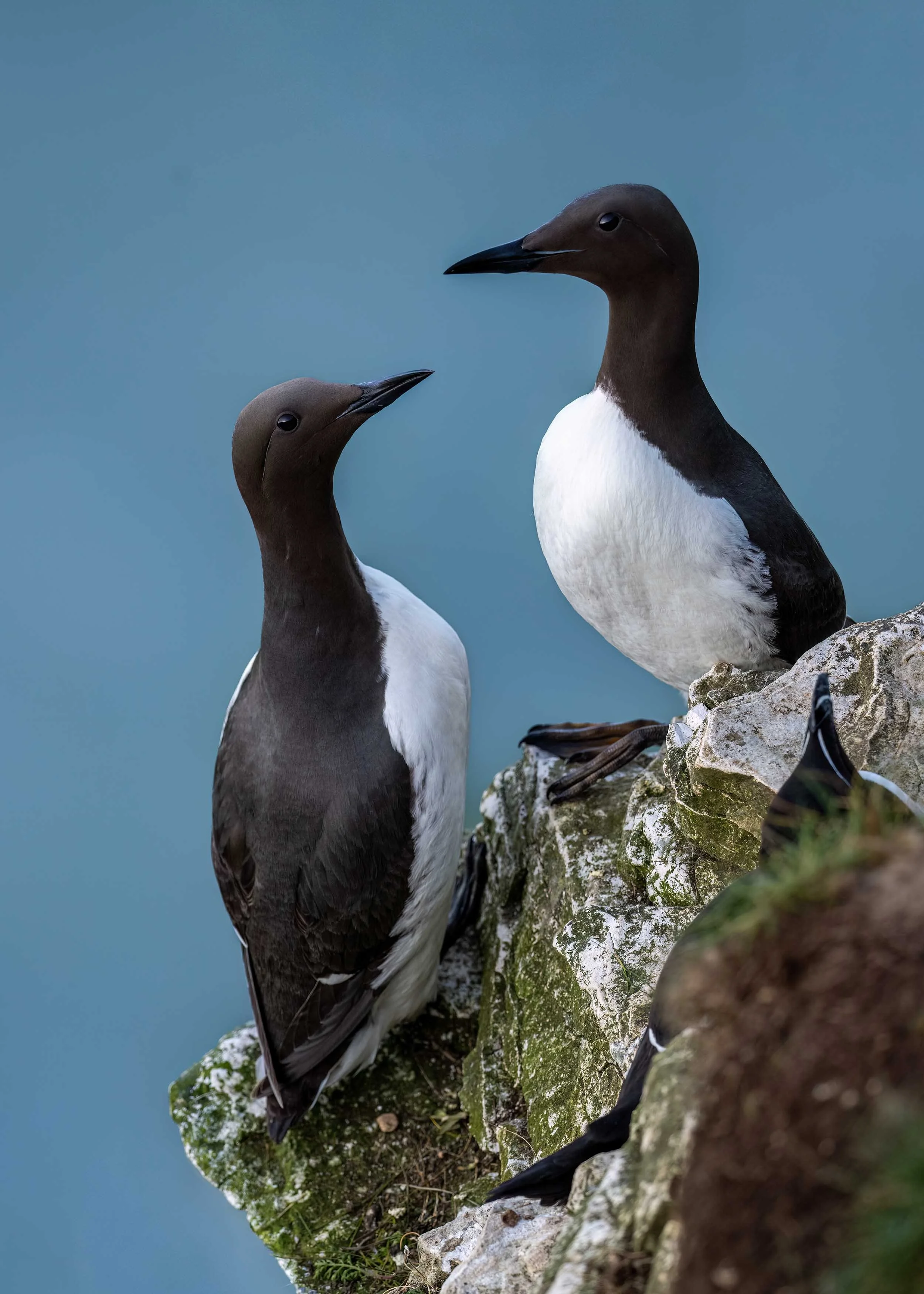 Guillemots | RSPB Bempton Cliffs
