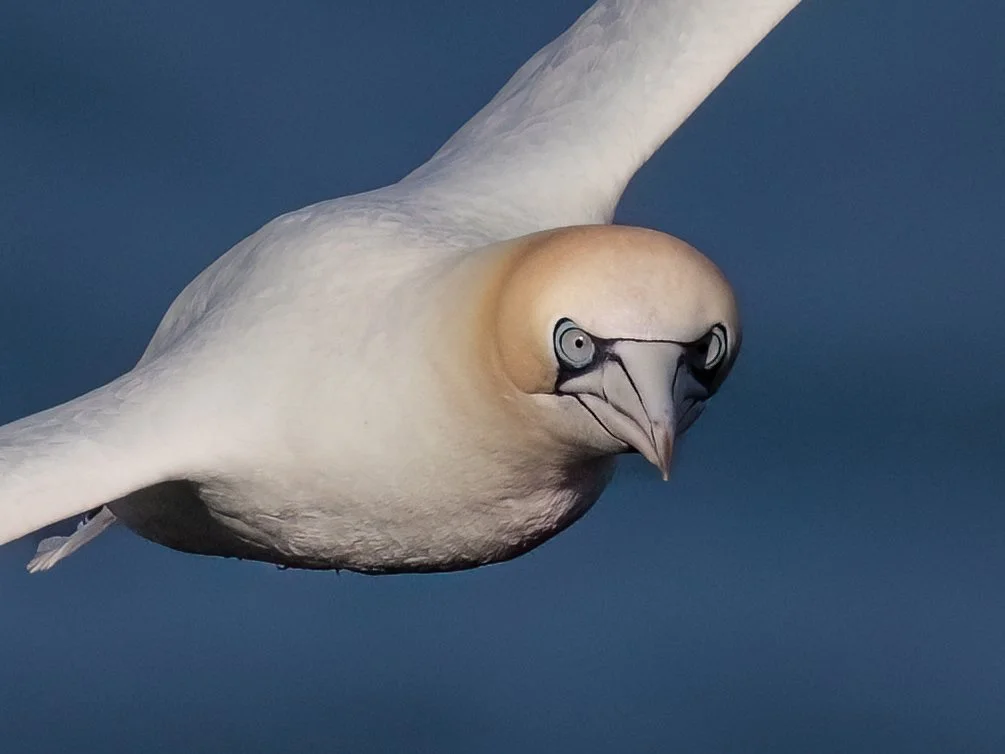 Northern Gannet | RSPB Bempton Cliffs