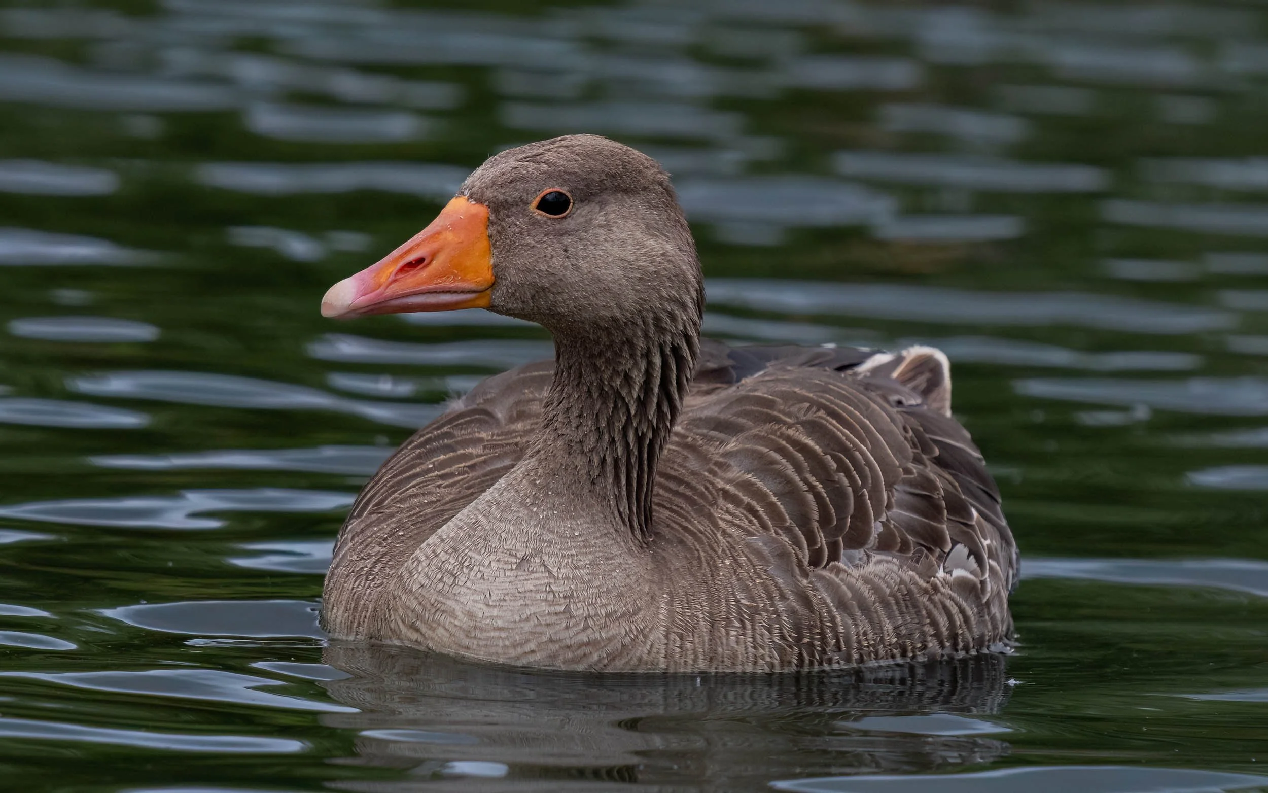 Greylag Goose | Slimbridge WWT