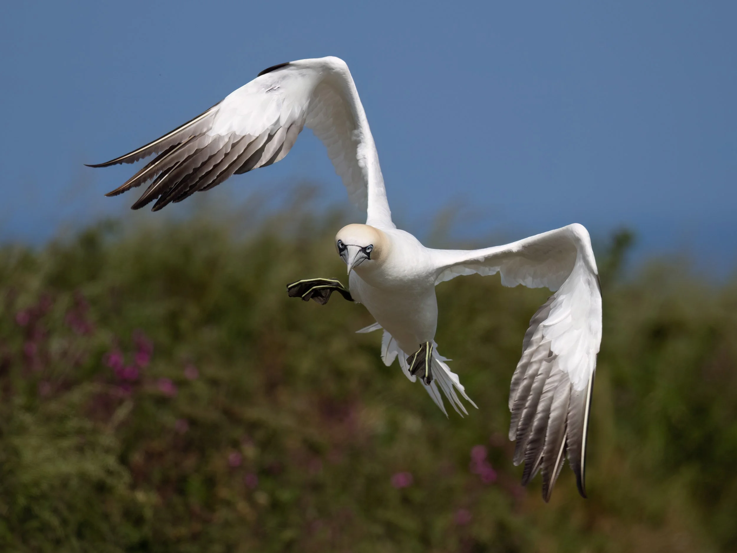 Northern Gannet | RSPB Bempton Cliffs
