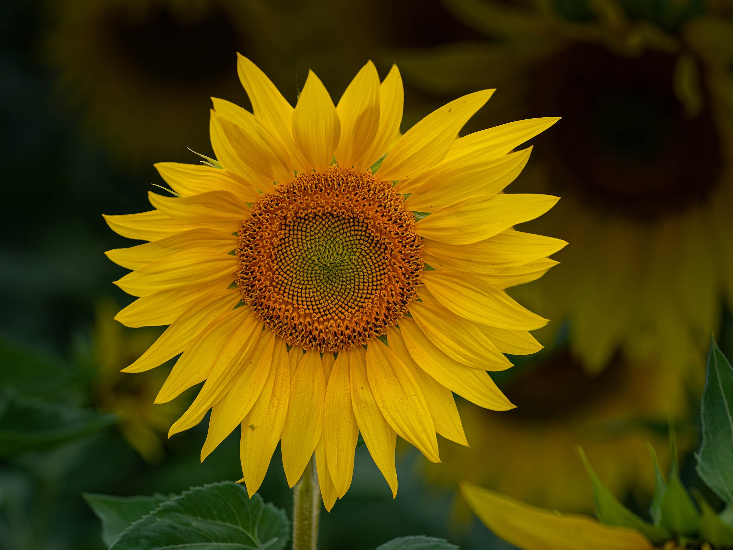 Sunflower | Barlow | England