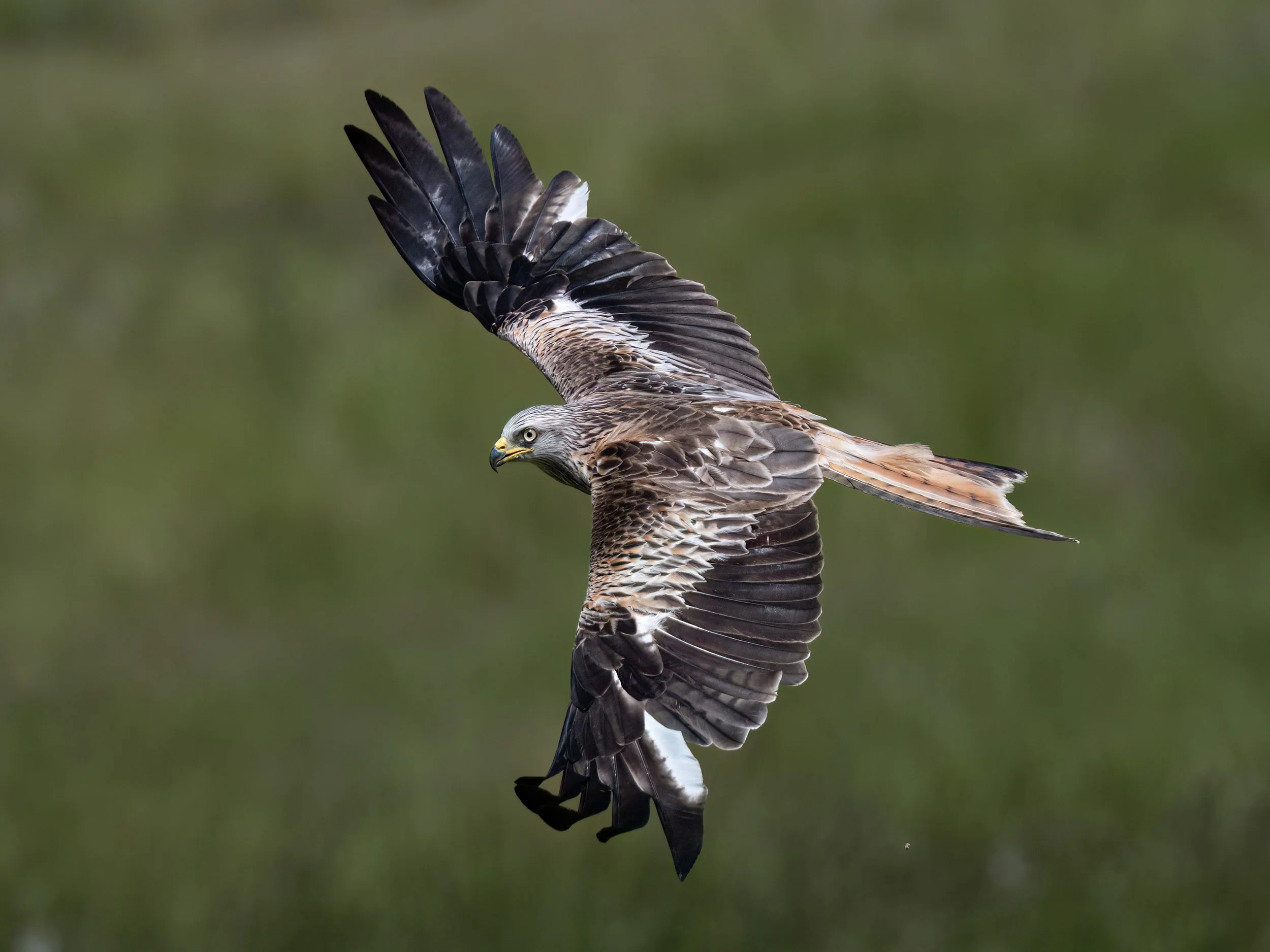 Red Kite | Gigrin Farm | Rhayader | Wales