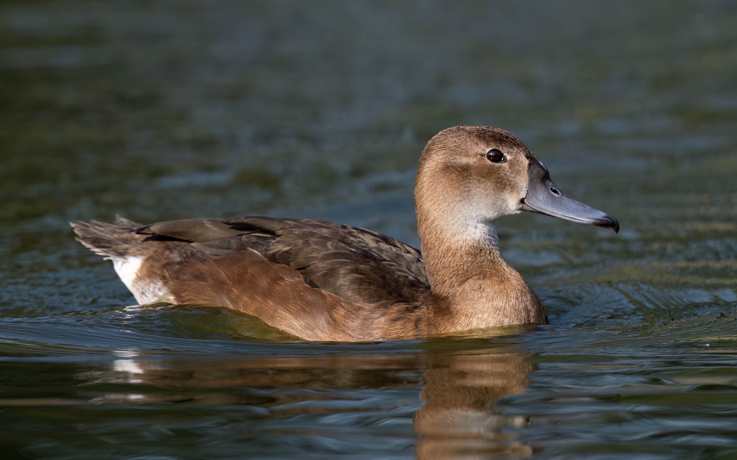 Female Rosy-billed Pochard | Martin Mere WWT