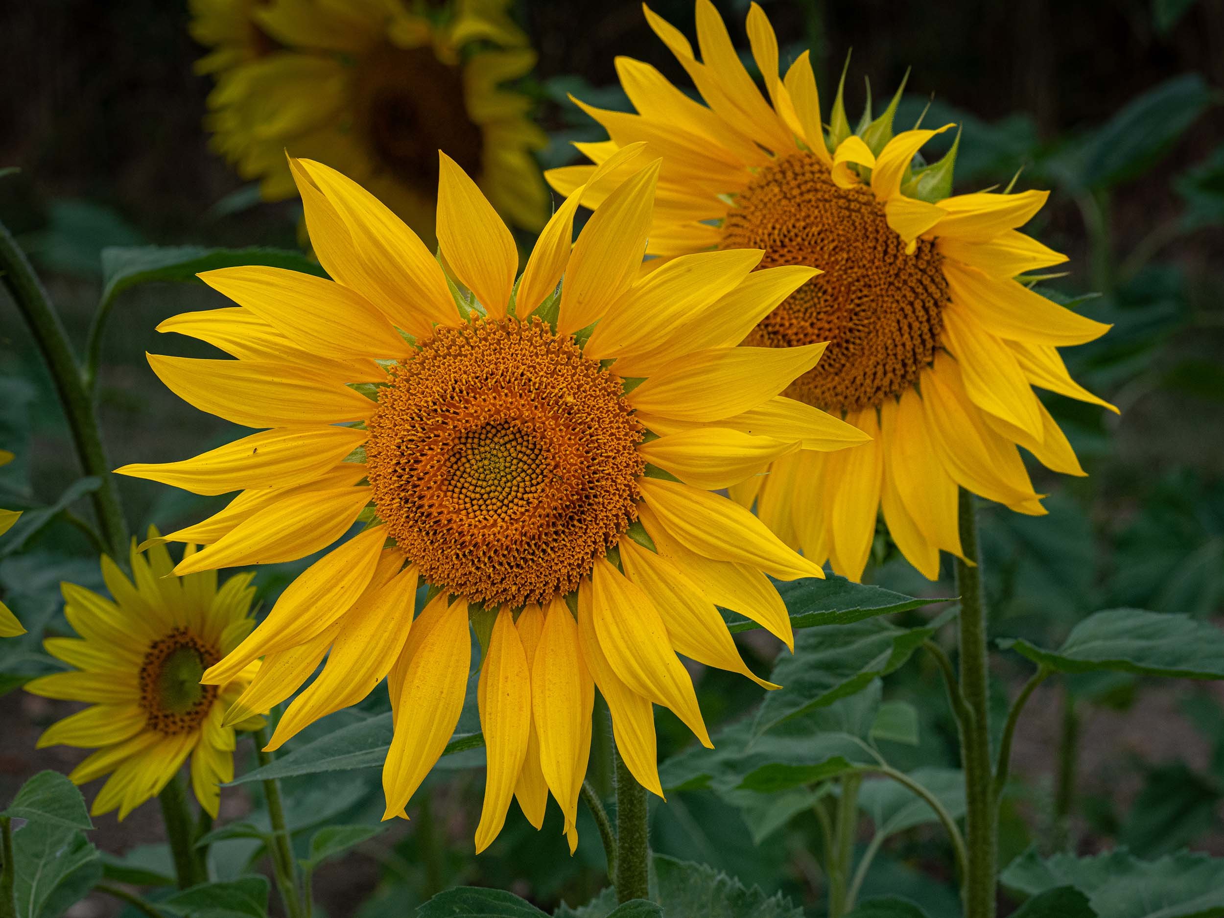 Sunflowers | Barlow | England