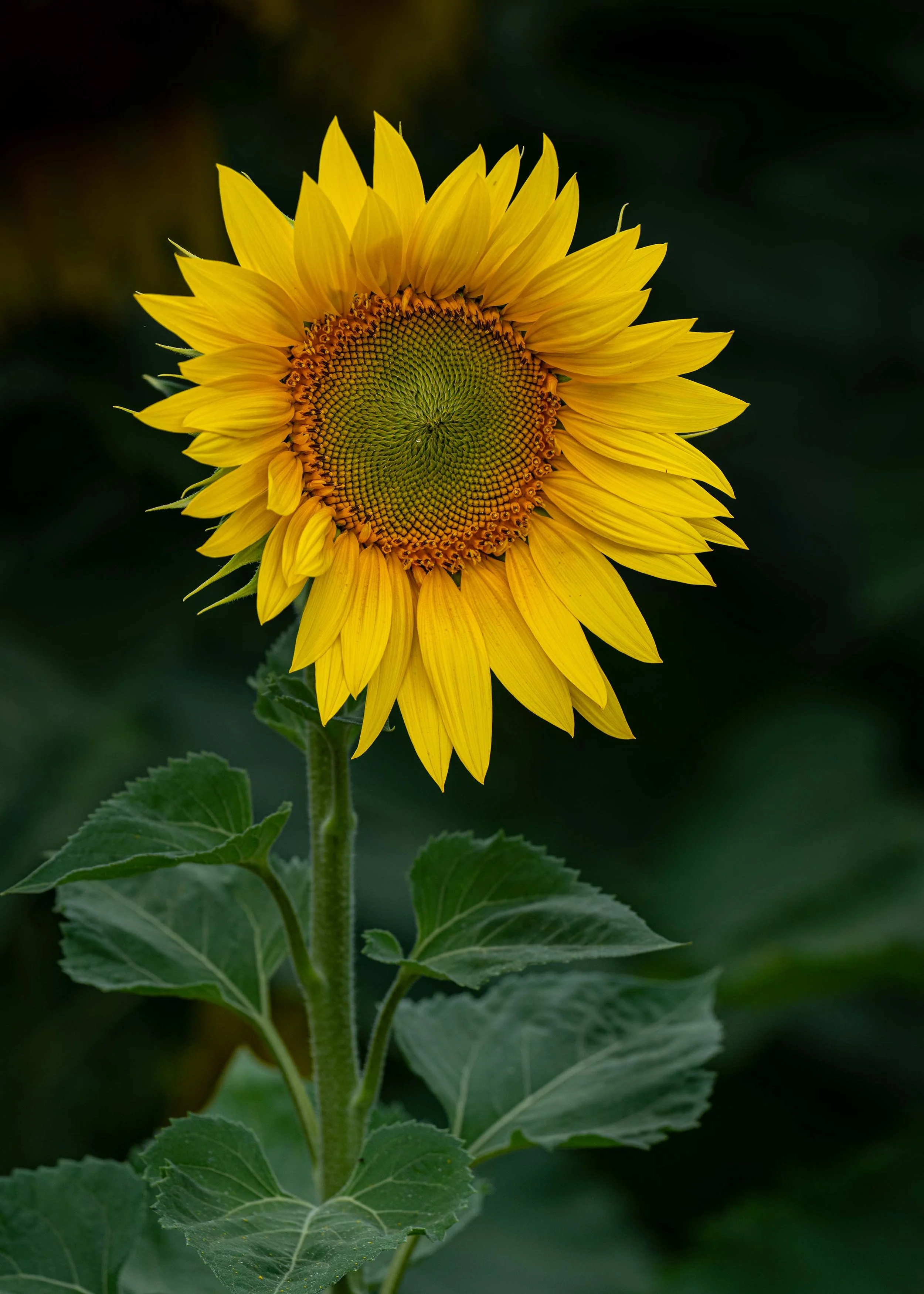 Sunflower | Barlow | England